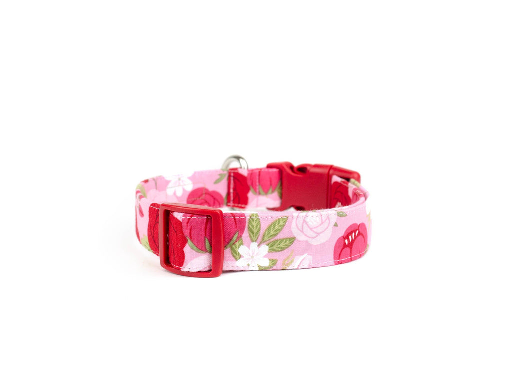 The Isabel Collar