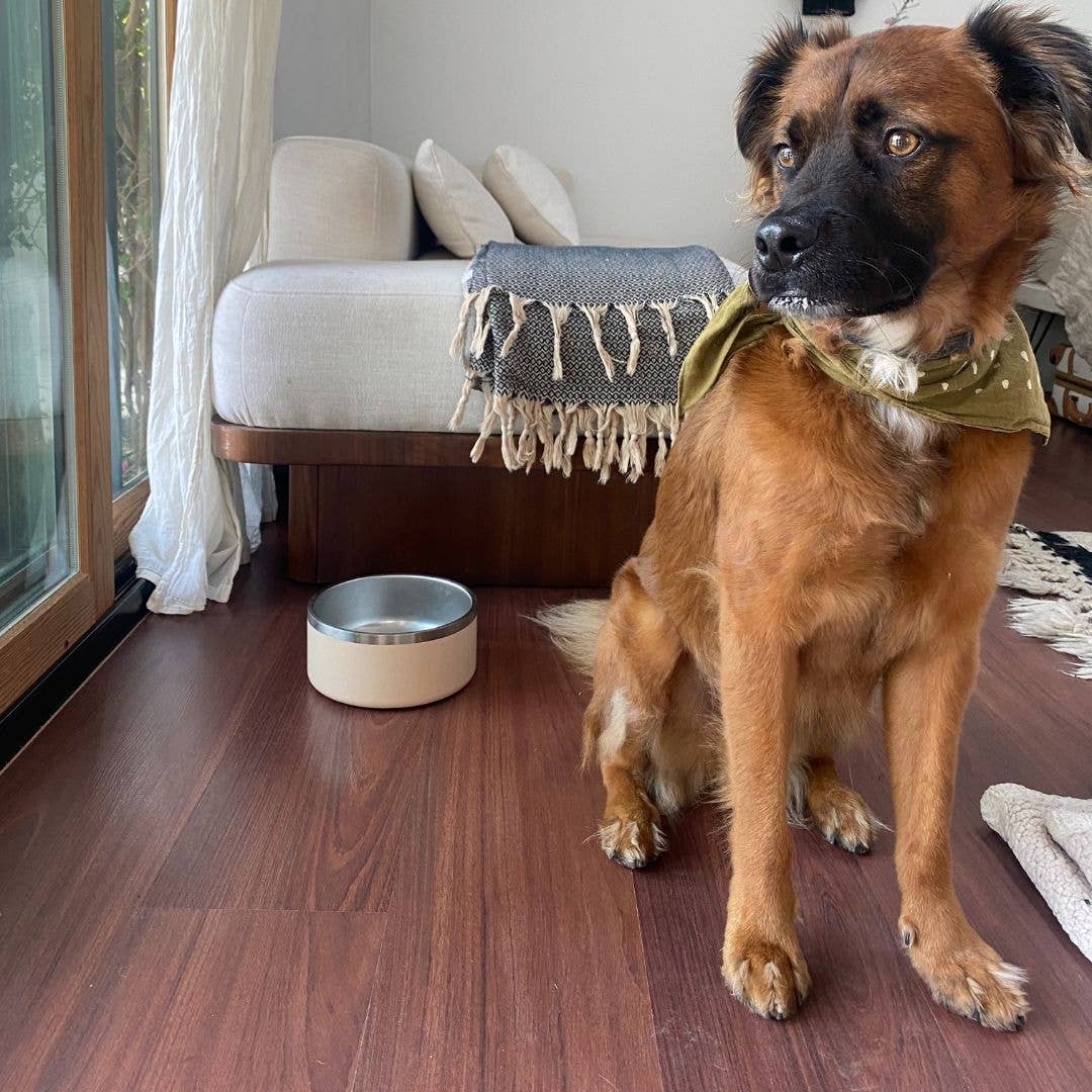 Stainless Steel Pet Food/Water Bowl - Dishwasher Safe