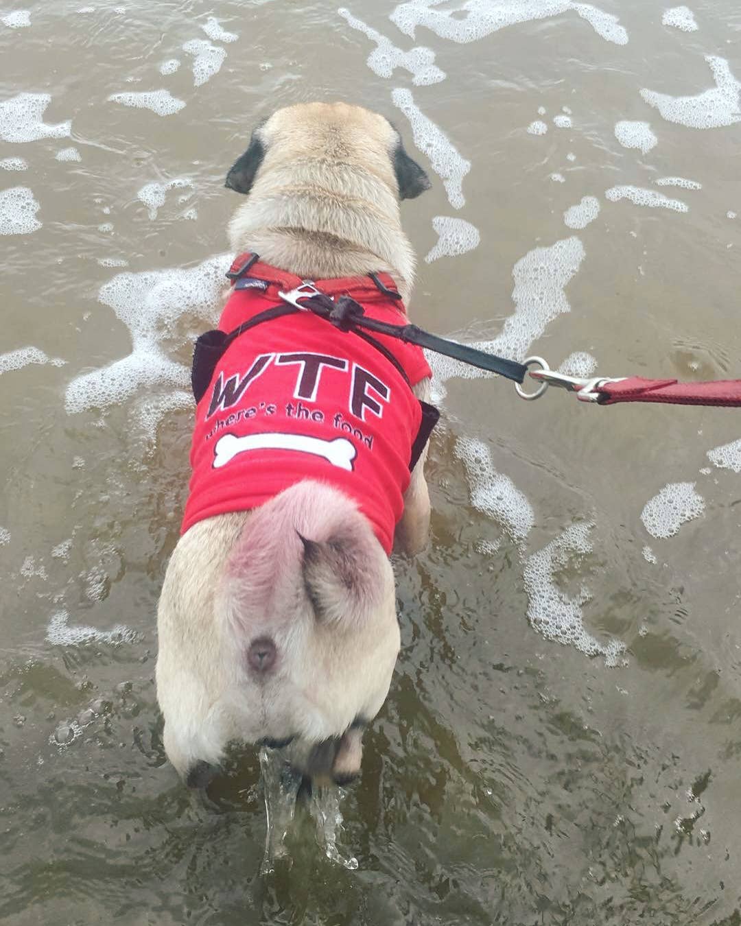 WTF Dog T-Shirt