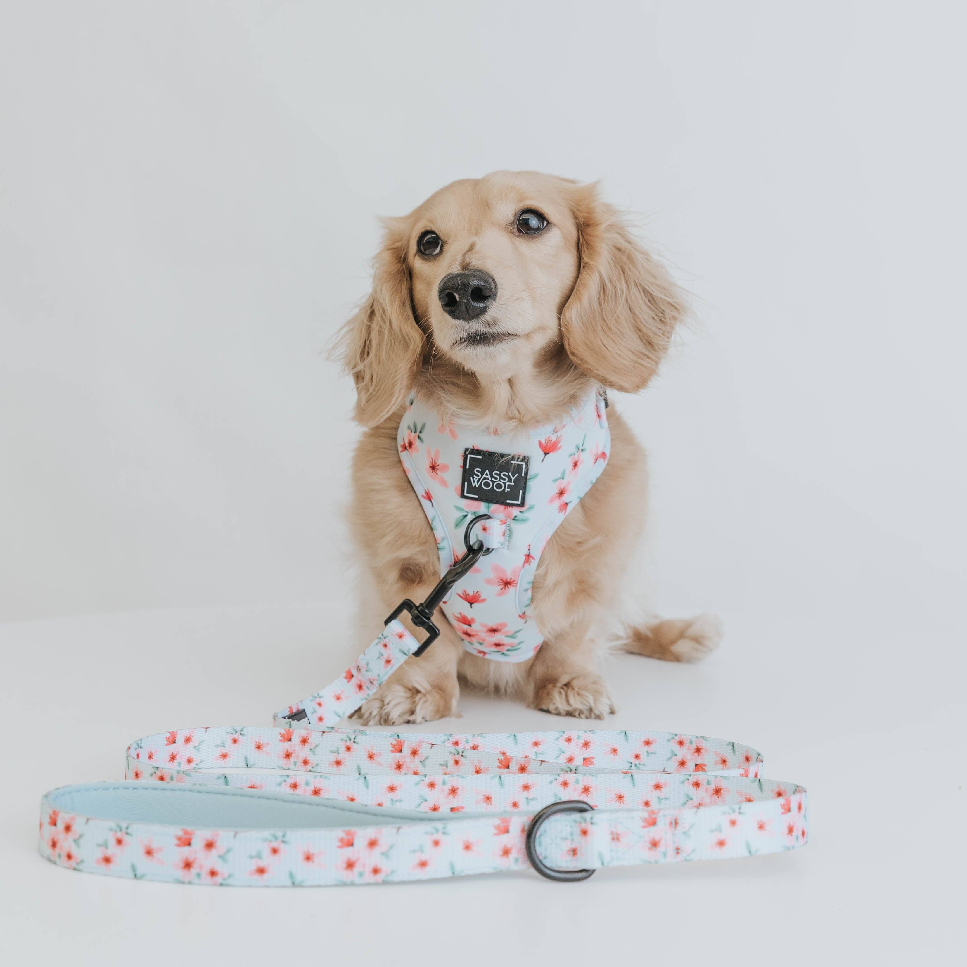 Dog Leash - Sakura (Spring)