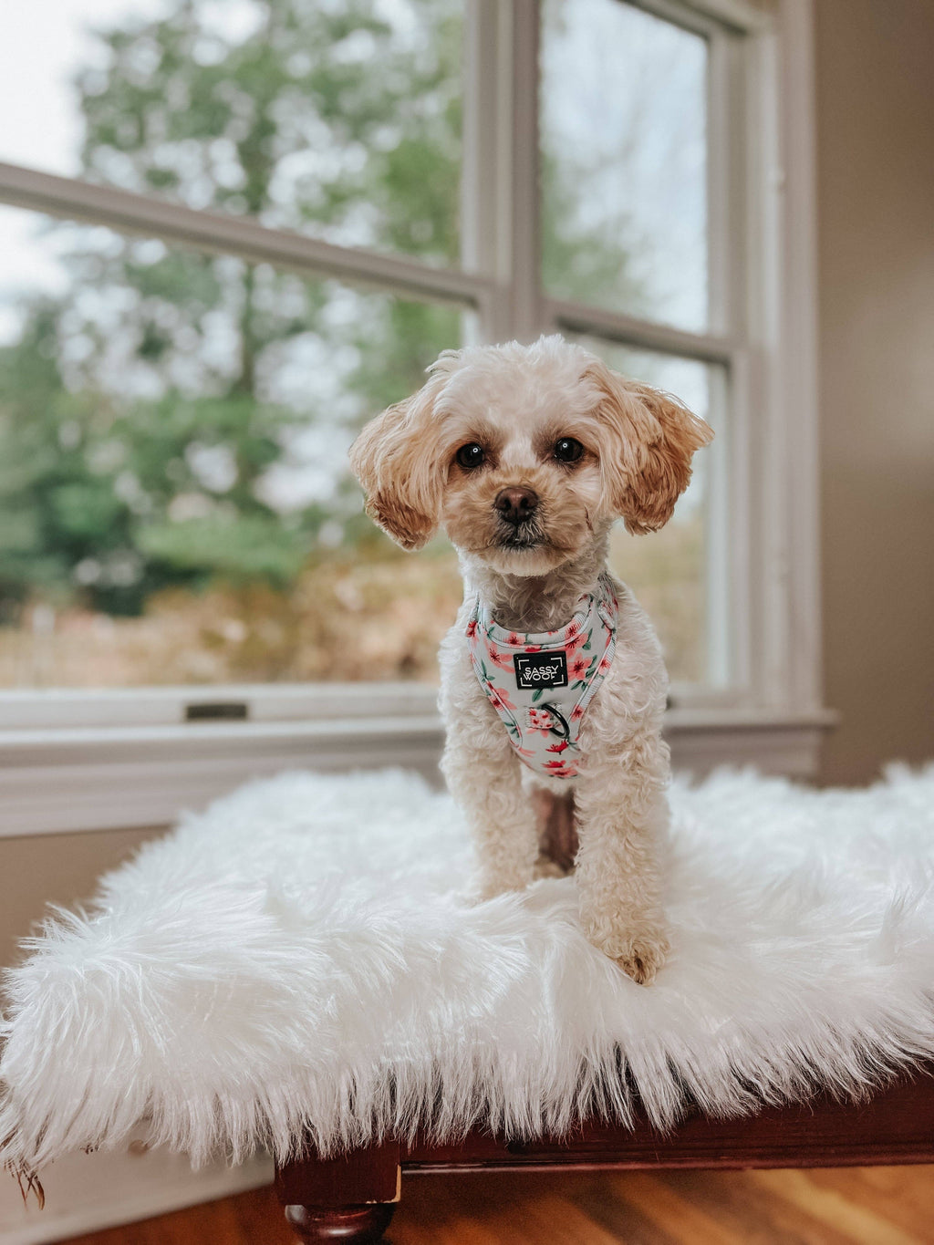Dog Adjustable Harness - Sakura
