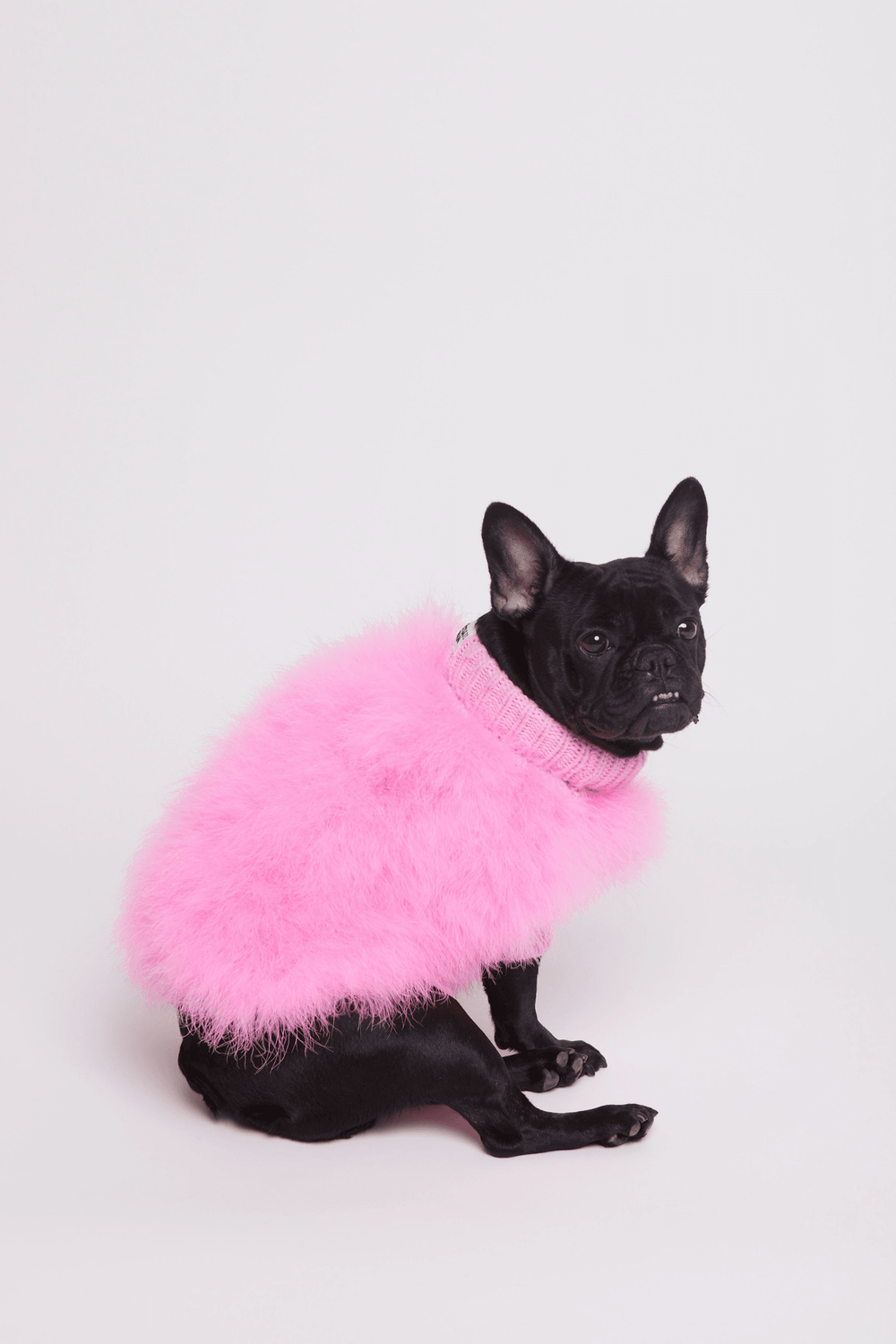 Christian Cowan x maxbone Jumper for Dogs: Mint / Medium