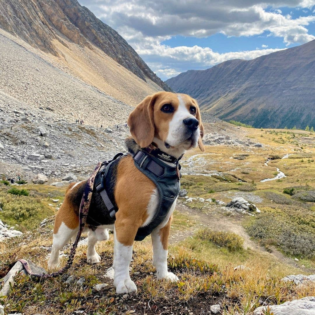 Summit All Terrain Harness