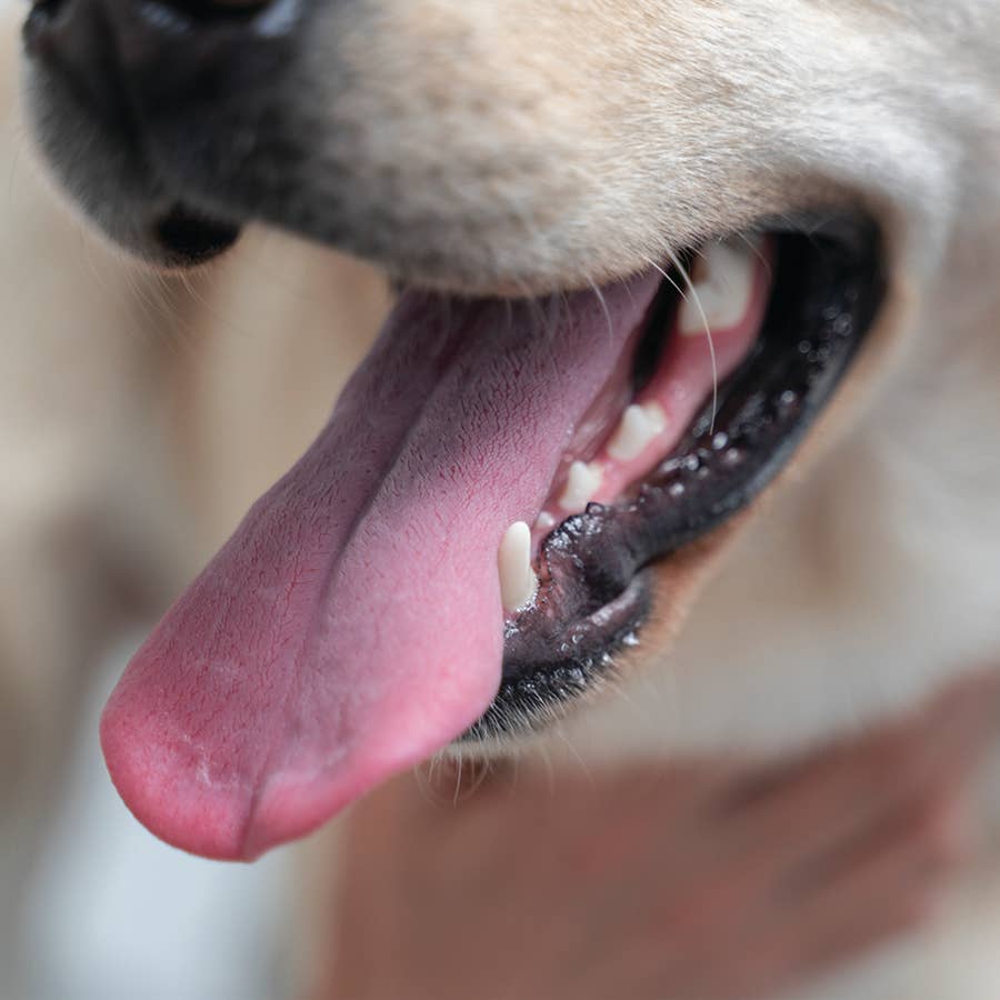 Dental Dog MINT Tooth Powder