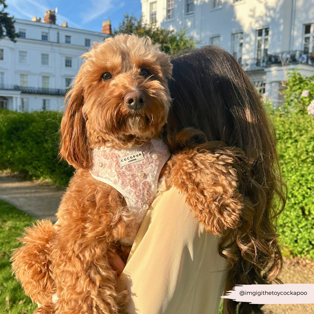 Pearly Pup Adjustable Neck HARNESS