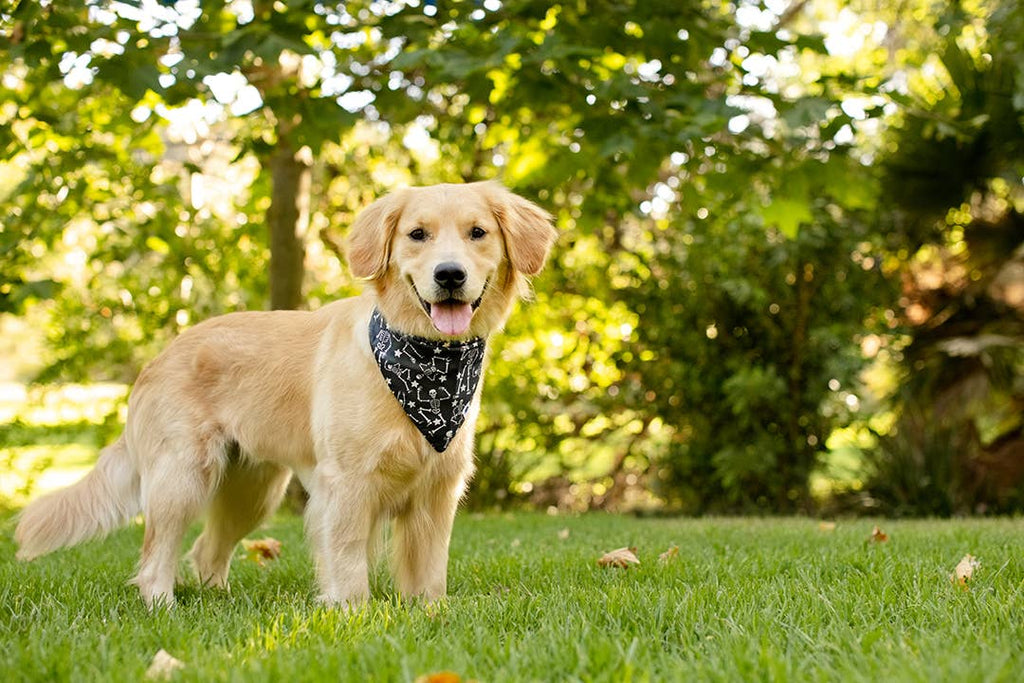 Skeleton Dog Bandana