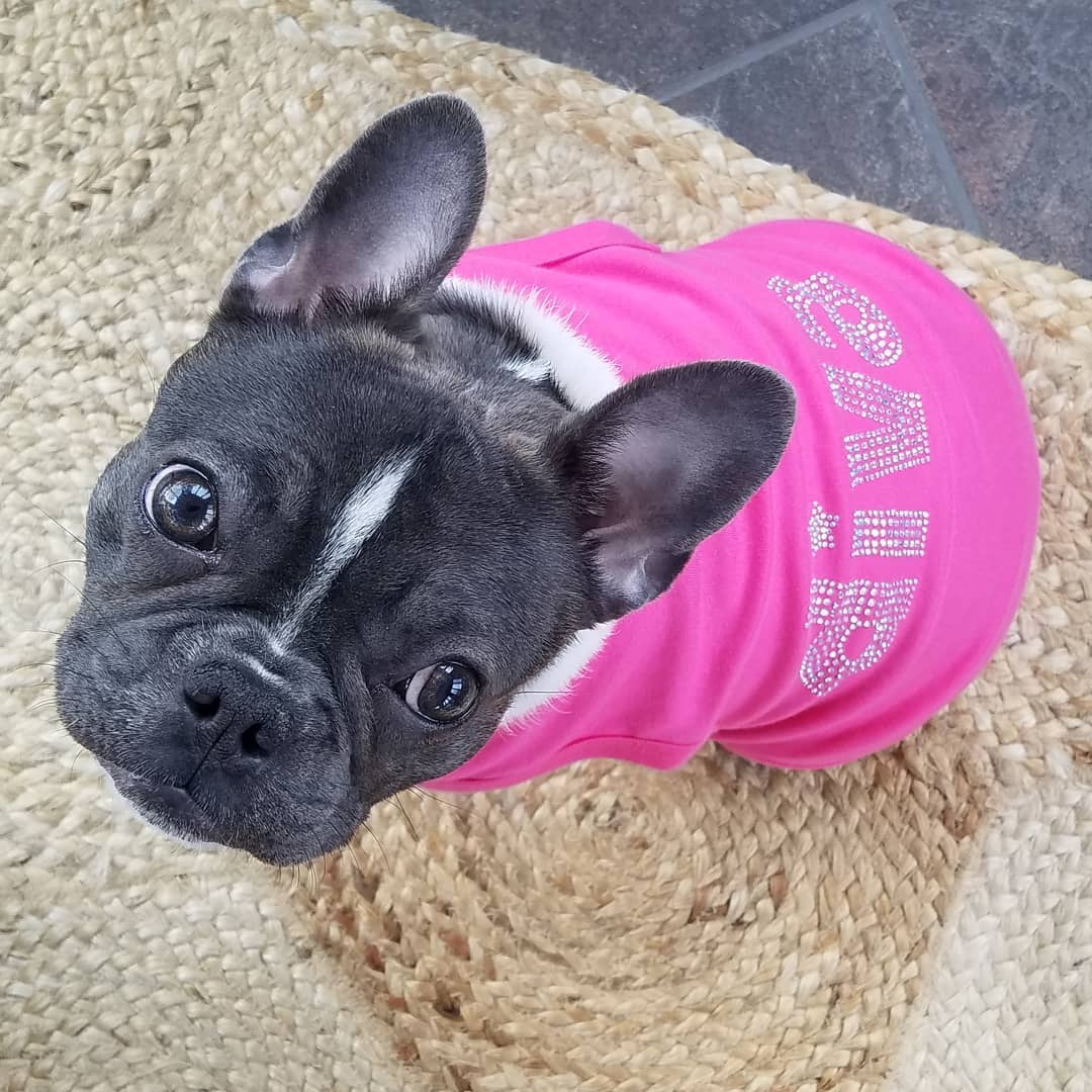 Diva Dog T-Shirt
