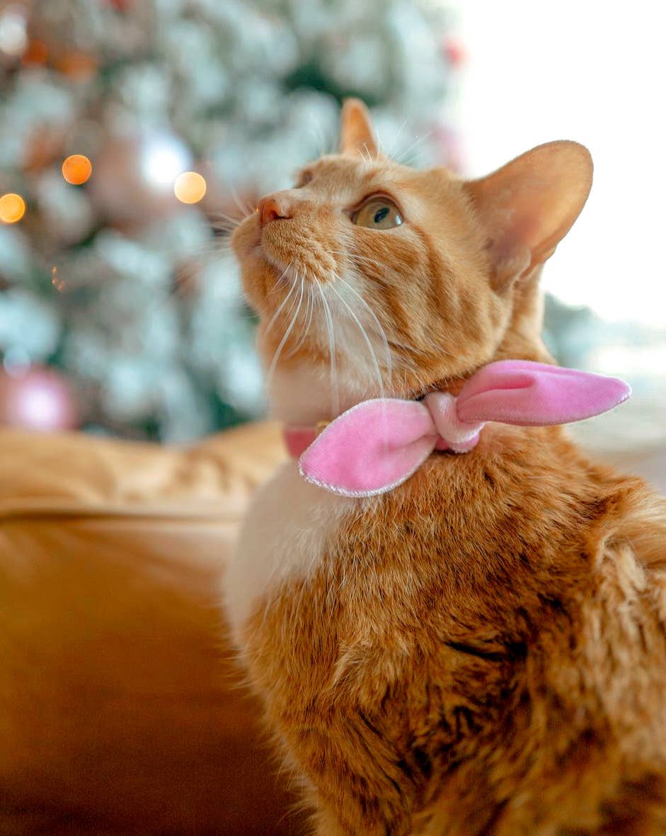 "Velvet - Ballet Pink" -  Cat Collar & Bunny Ear Bow Set