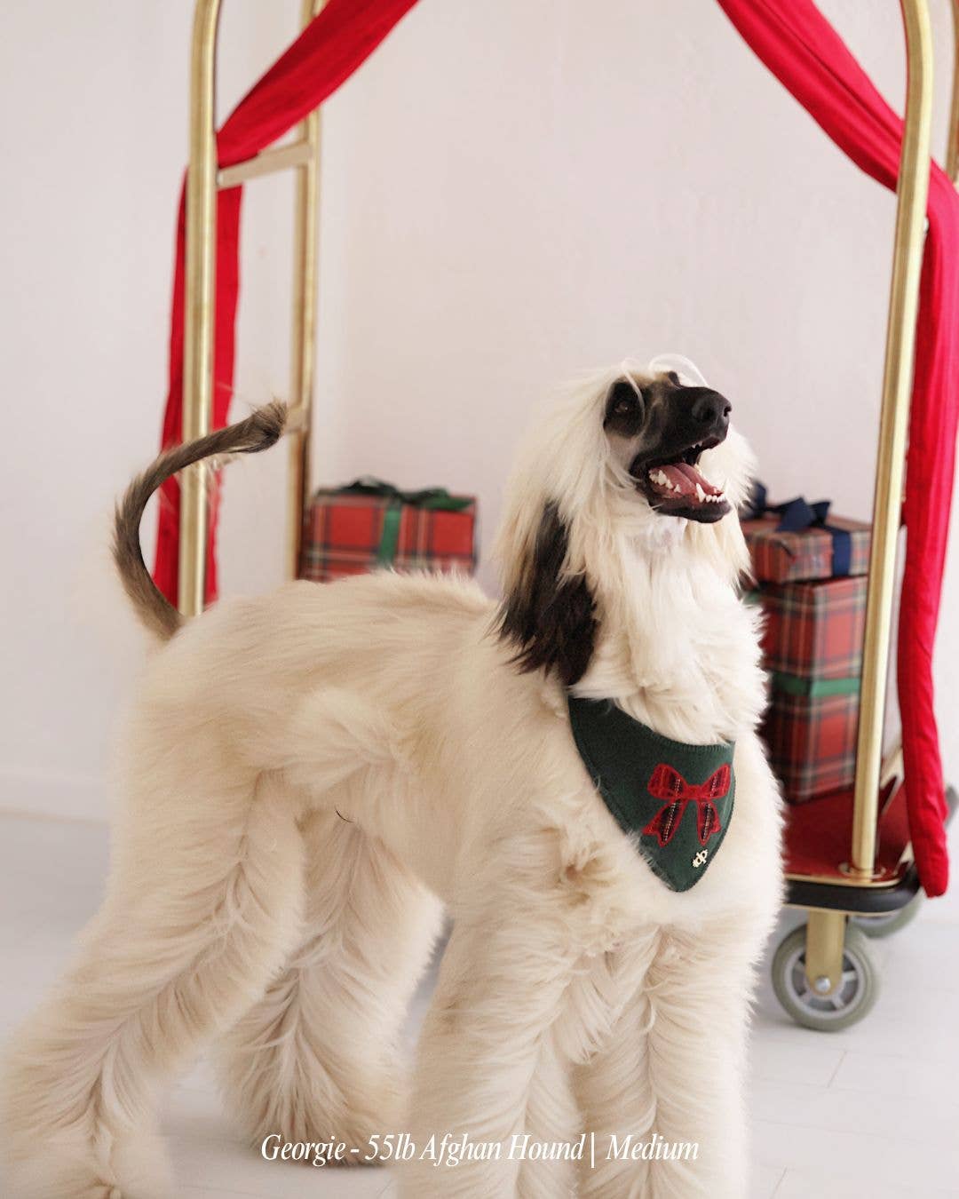 BANDANA | KENSINGTON BOW