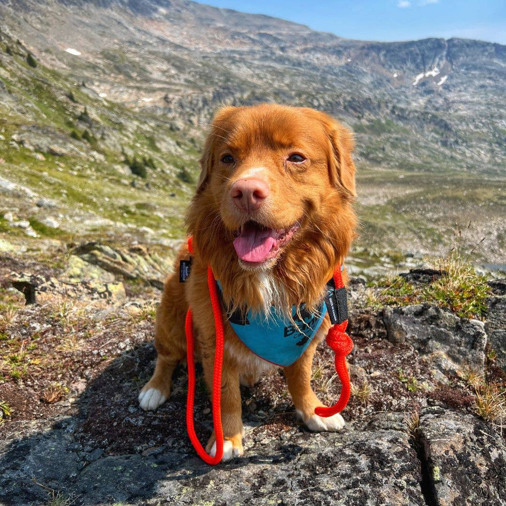 Fernie Rope Dog Leash