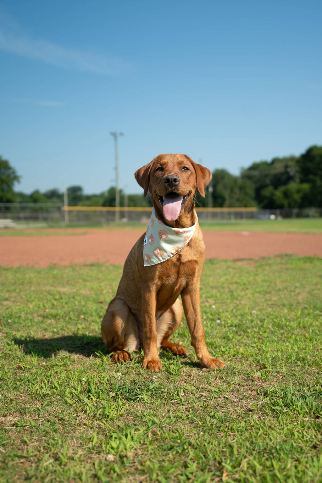 Football & Baseball Dog Bandana