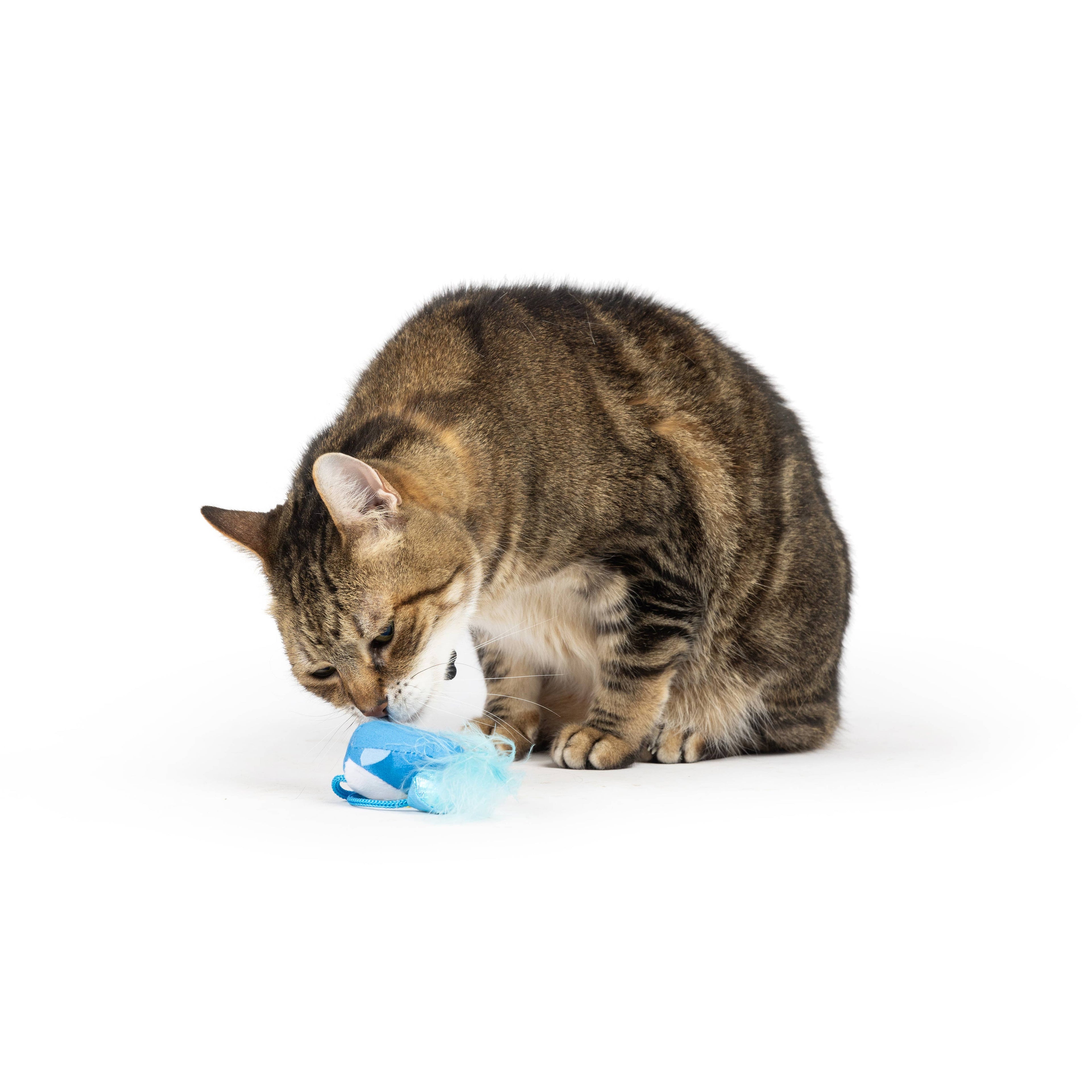 Bluebird Chirpy Cat Toy