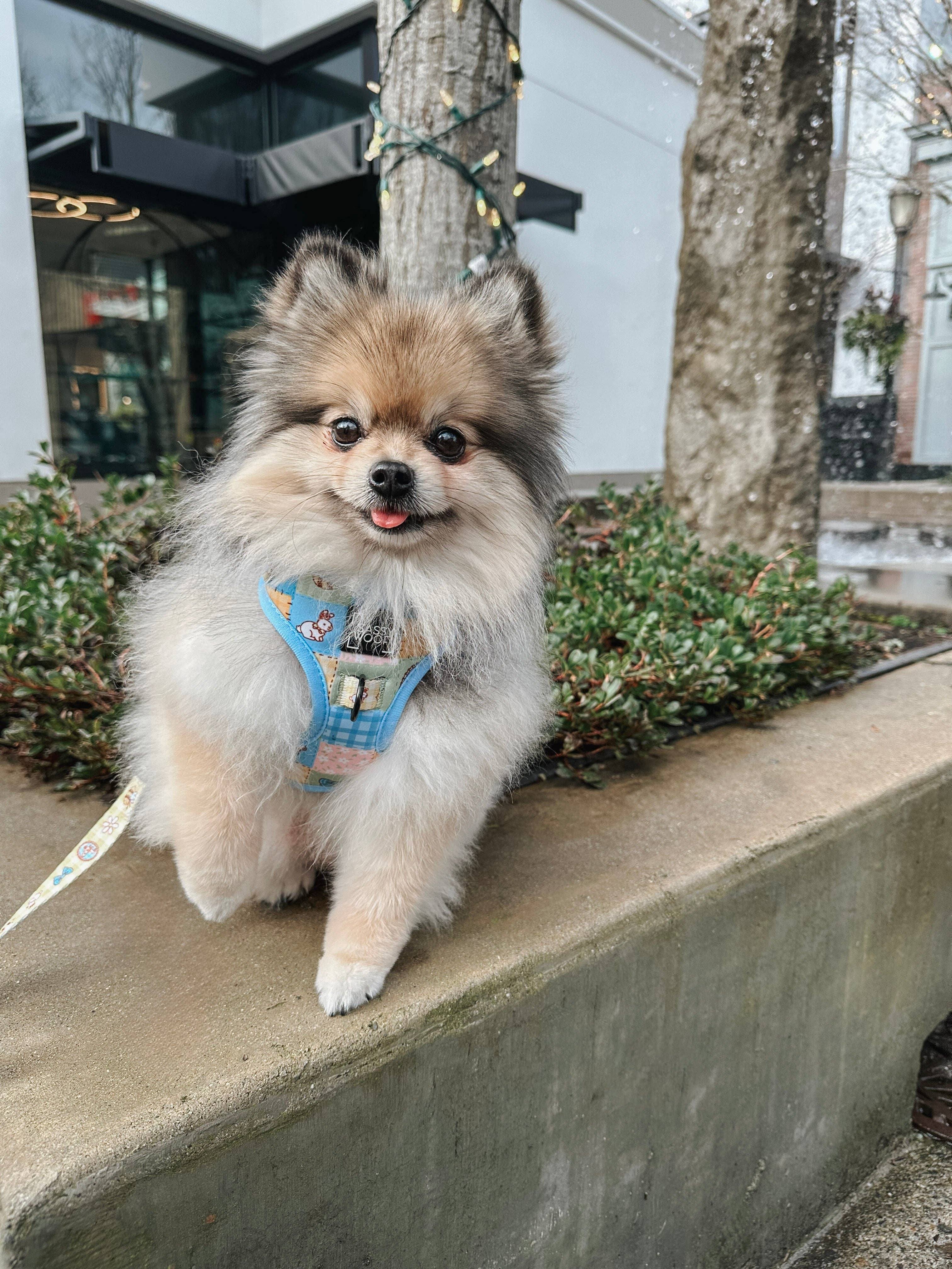 Dog Adjustable Harness - Patch Perfect