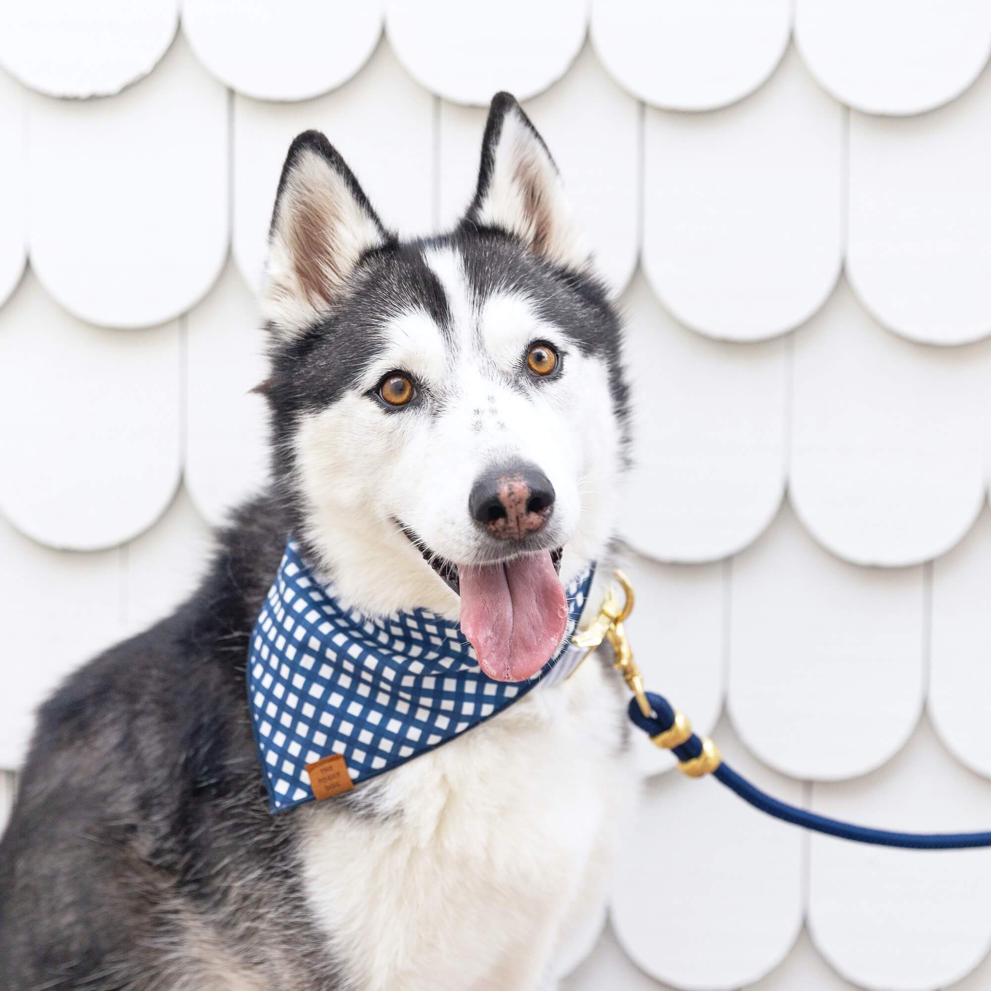 Ocean Marine Rope Dog Leash: 5 Feet