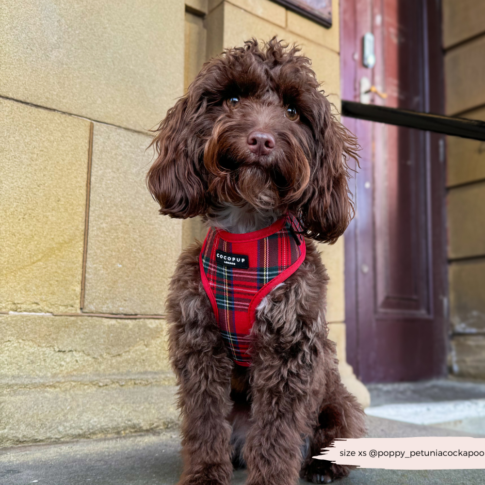 Tartan Adjustable Neck HARNESS