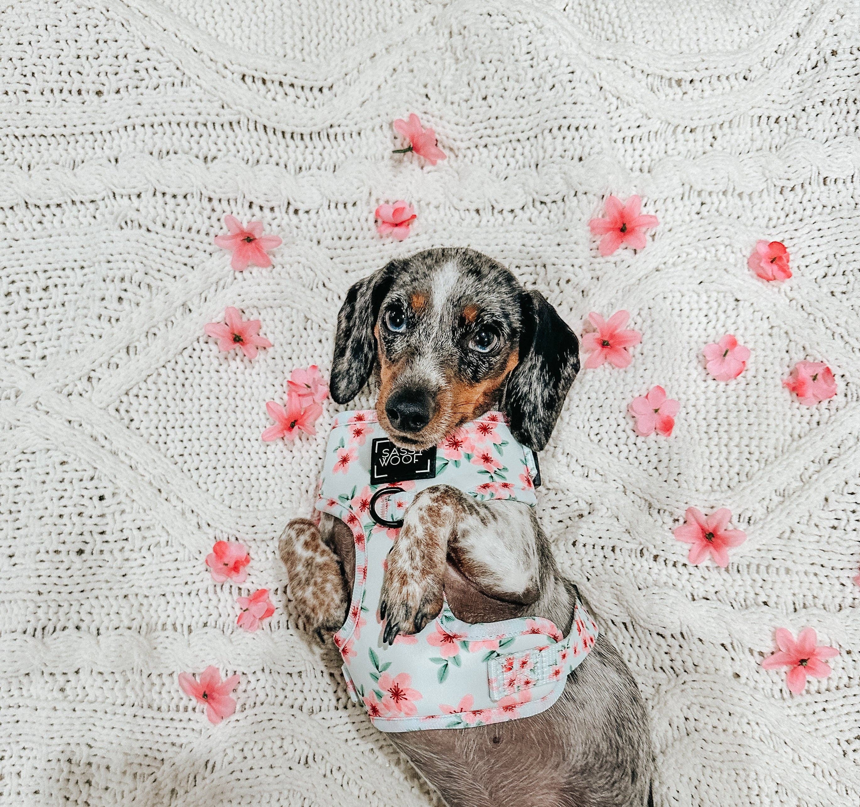 Dog Adjustable Harness - Sakura