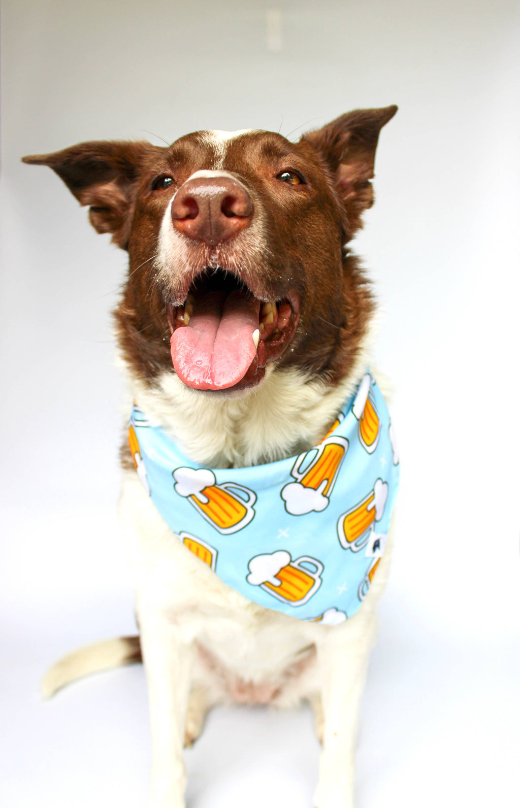 Cheers & Beer Dog Bandana