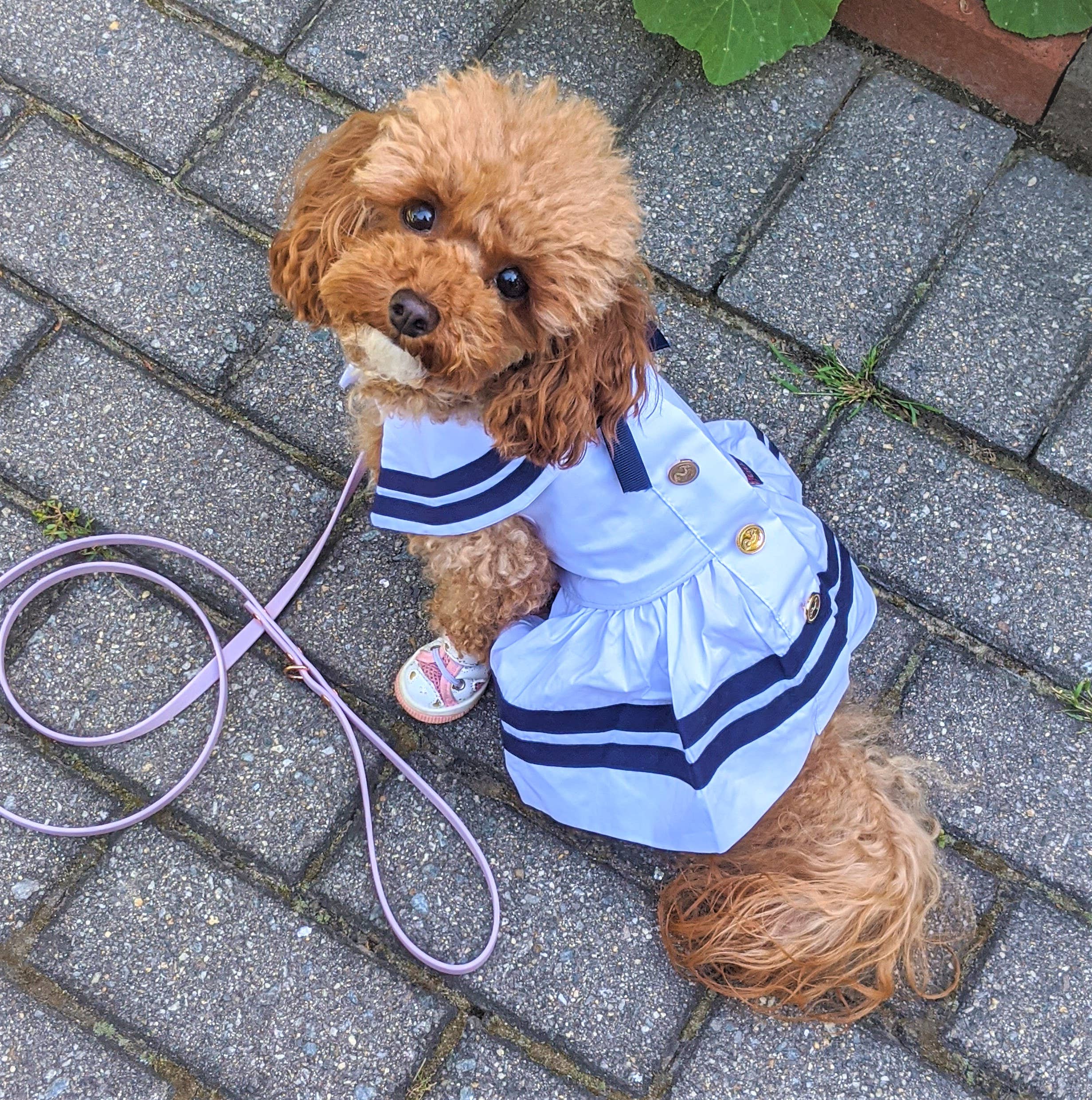 Sailor Dress White – Classic Nautical Style Dog Outfit