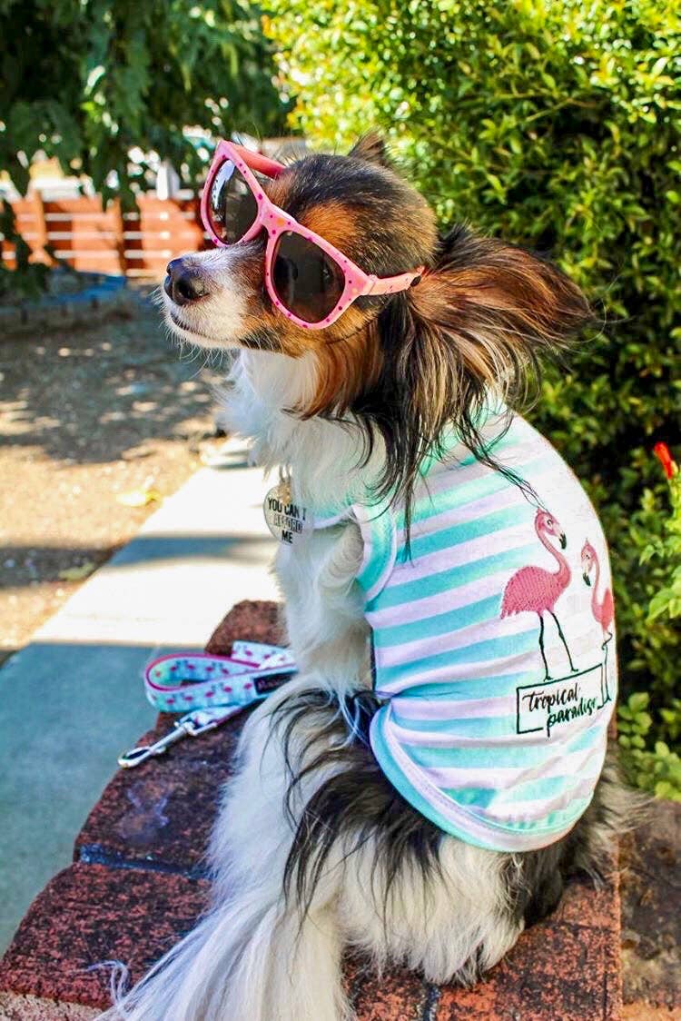Flamingos Dog T-Shirt – Adorable Tropical Pet Shirt