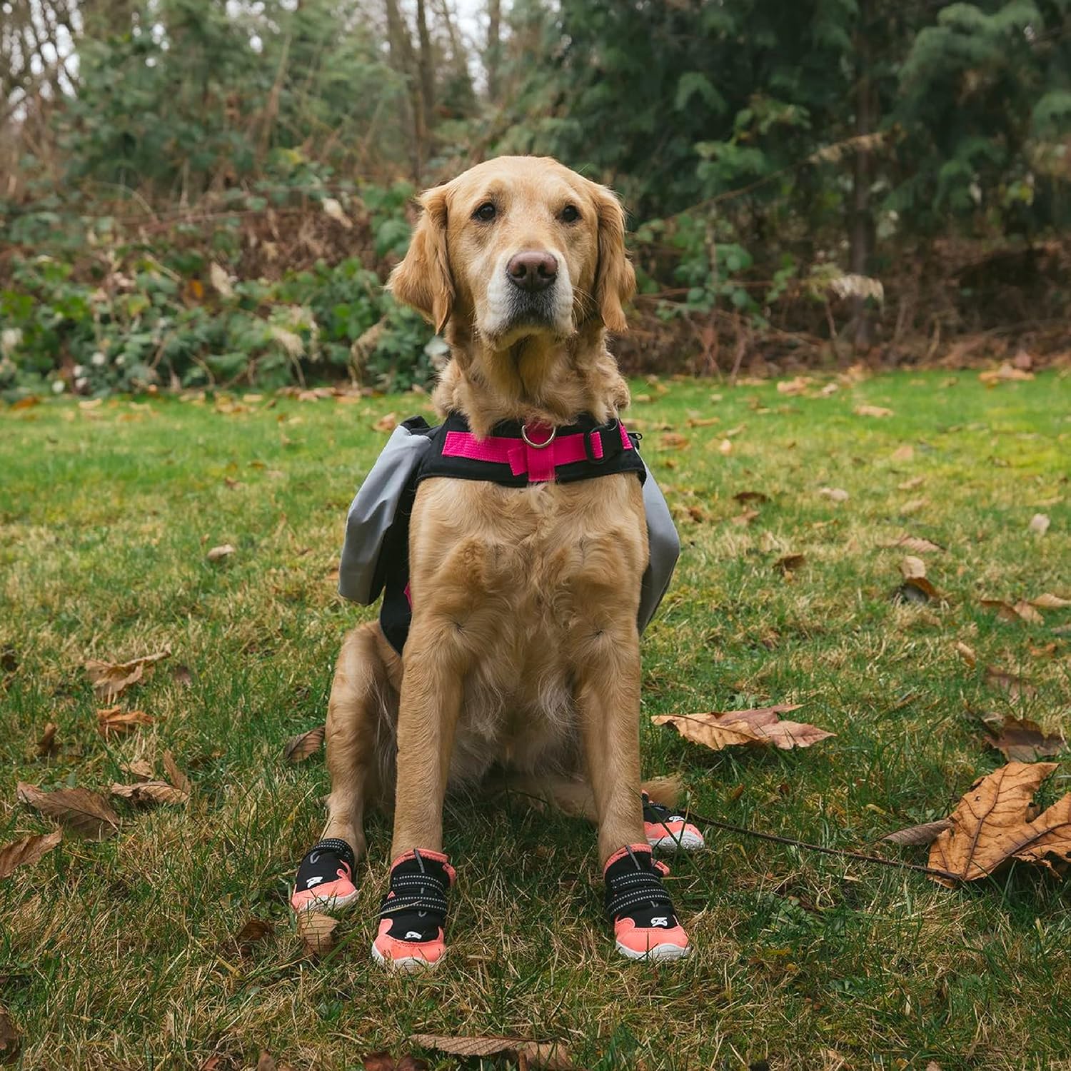 Adventure Dog Boots