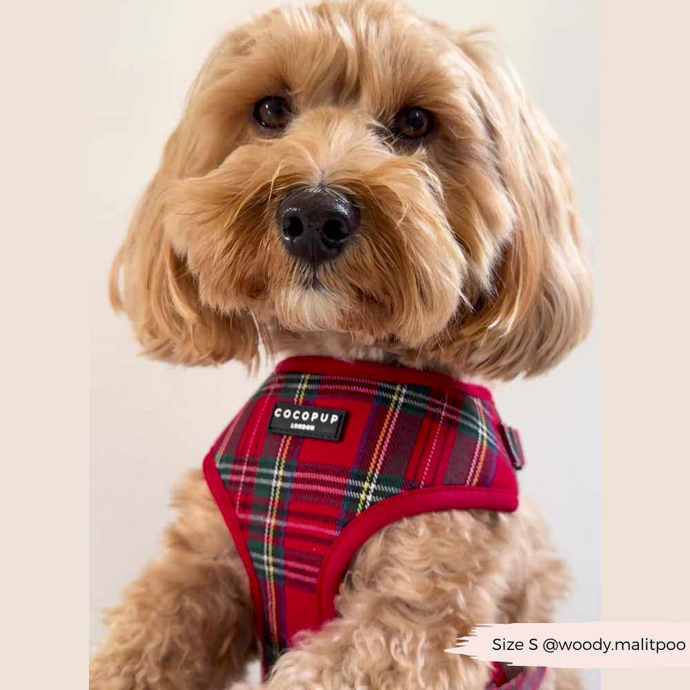 Tartan Adjustable Neck HARNESS