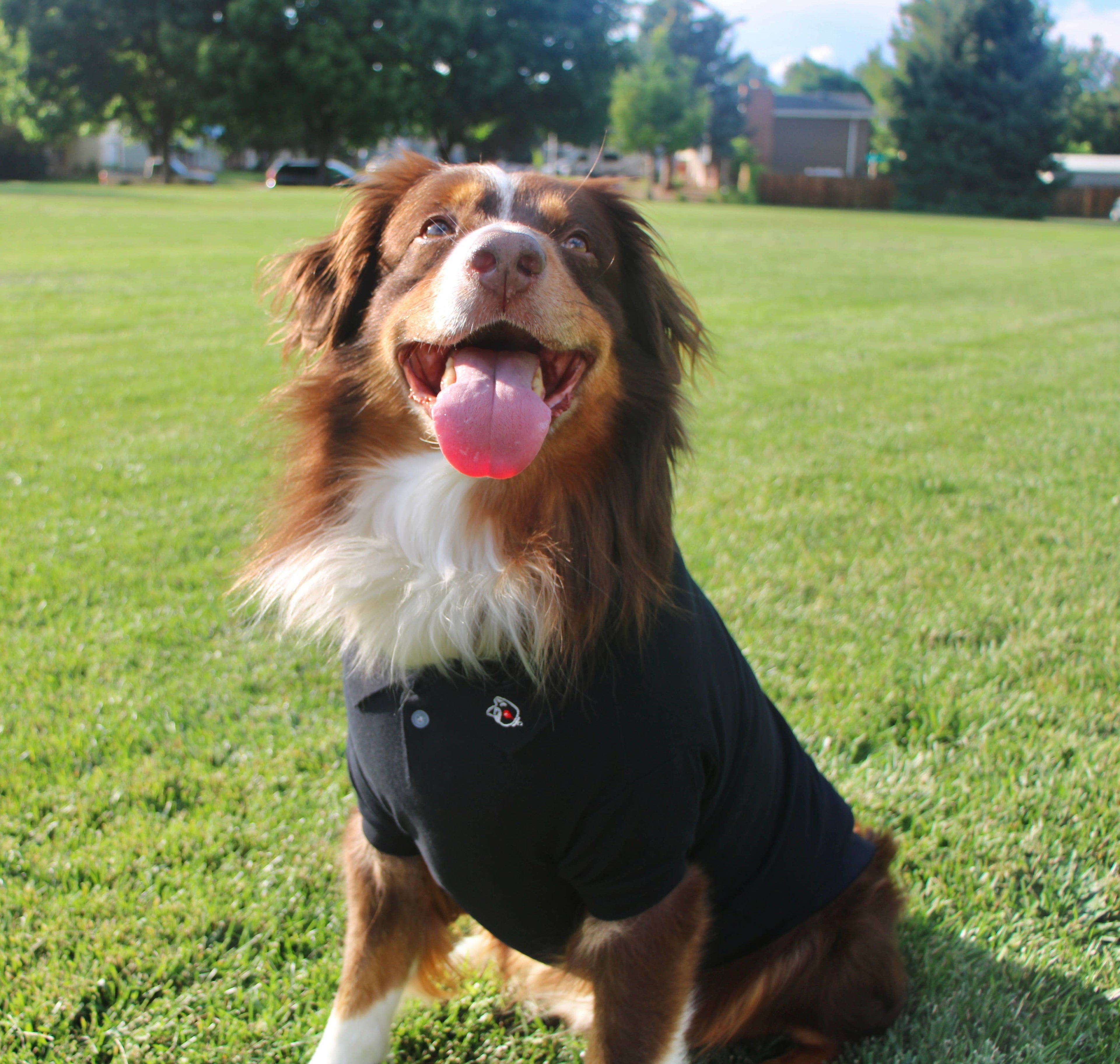 Solid Dog Polo - Jet Black