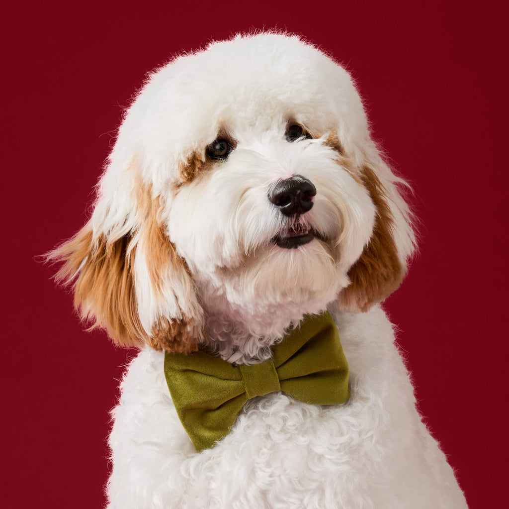 Moss Velvet Dog Bow Tie