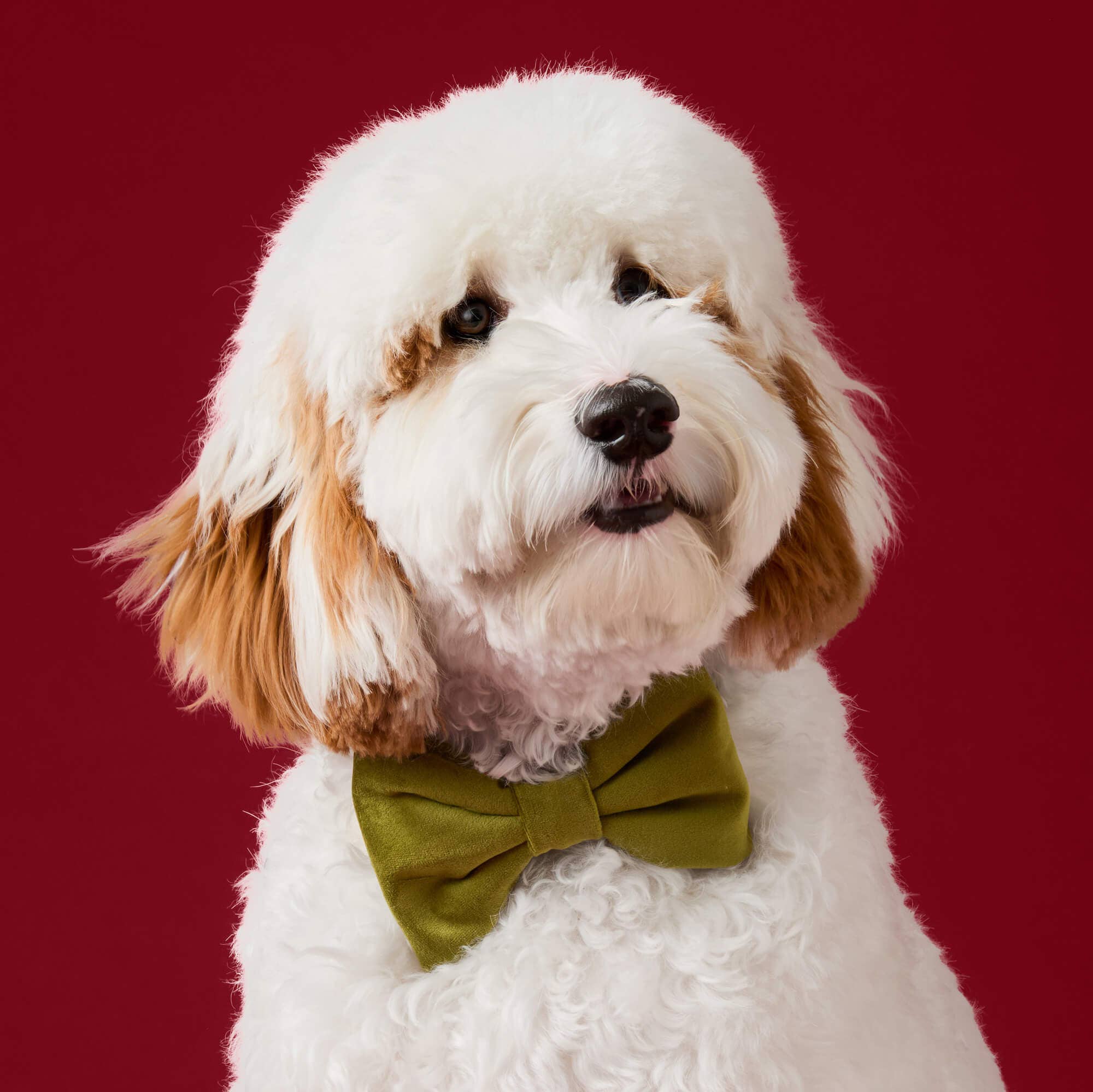Moss Velvet Dog Bow Tie