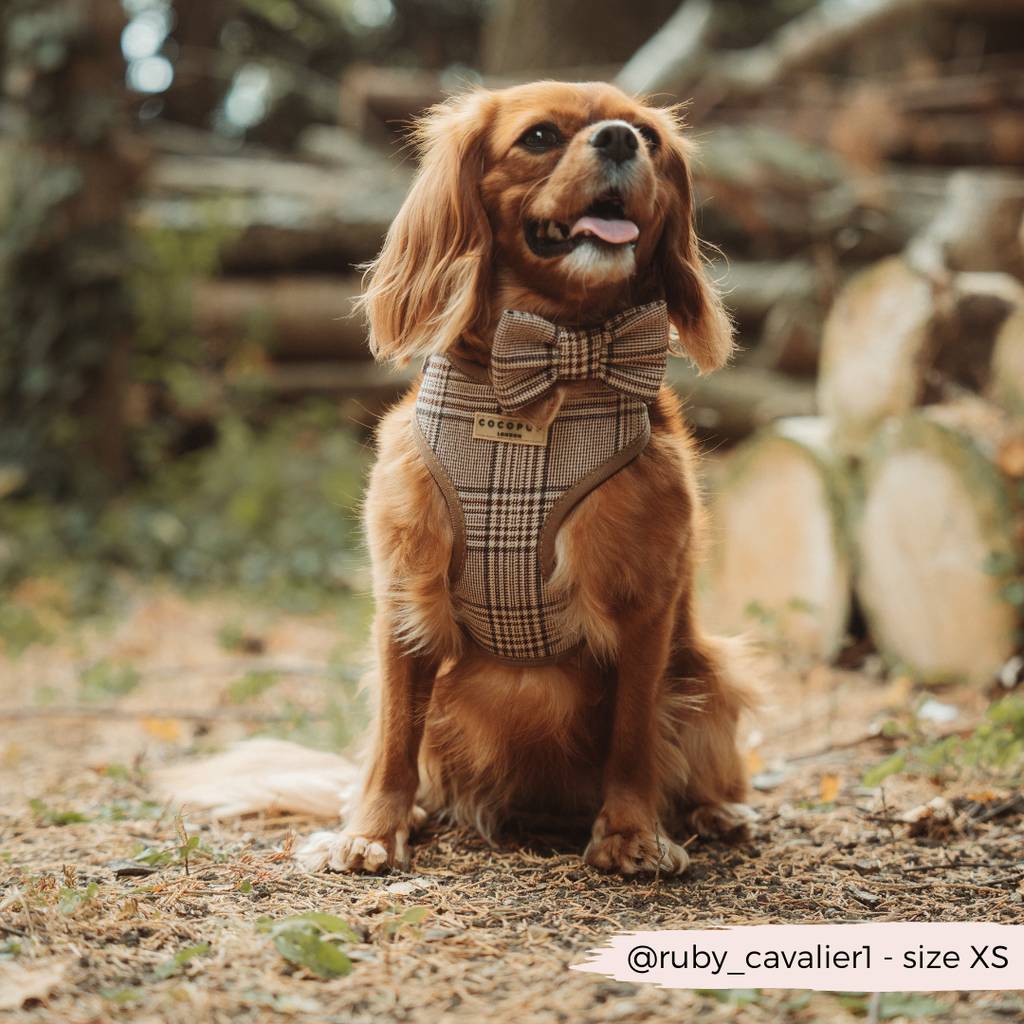 Pup Plaid Adjustable Neck Harness