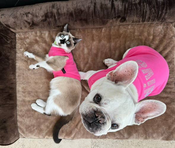 Diva Dog T-Shirt