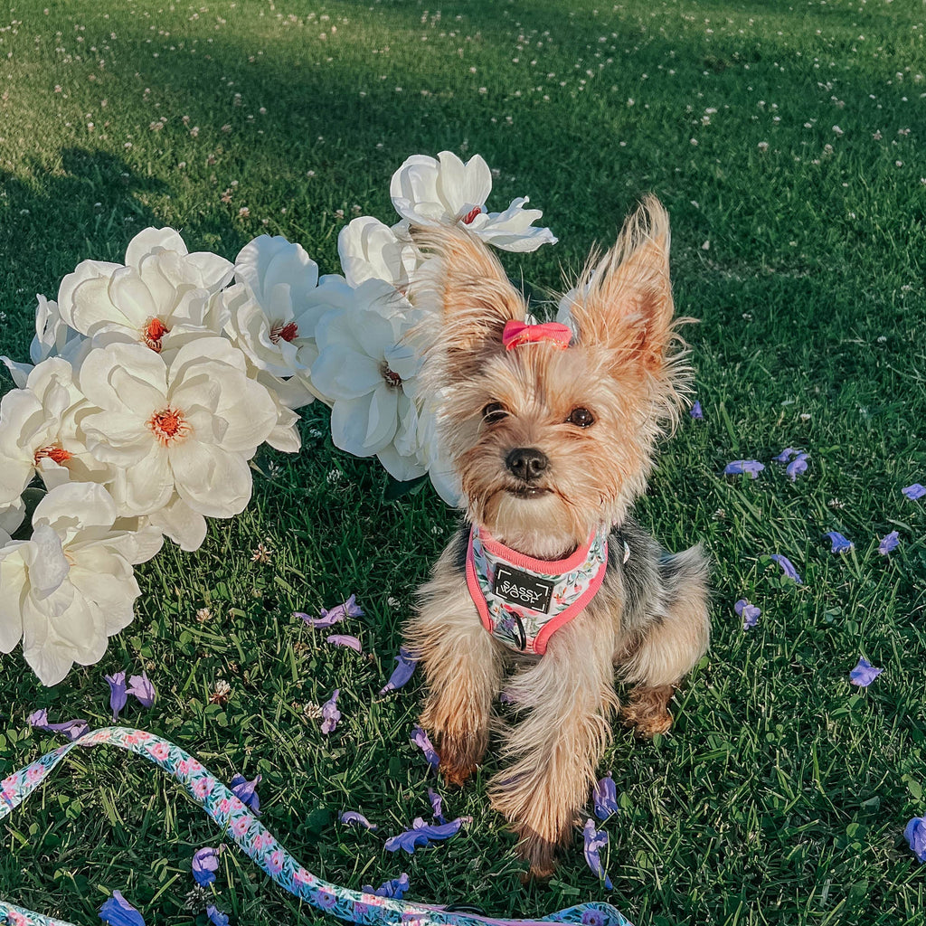 Dog Adjustable Harness - Magnolia