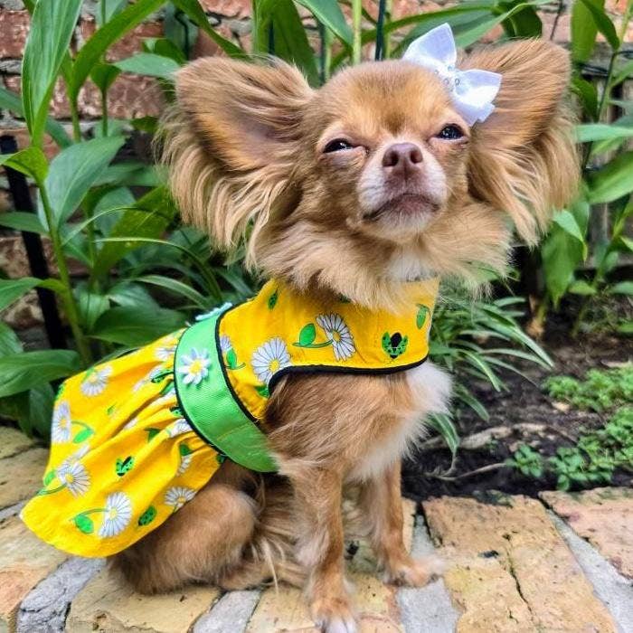 Ladybugs and Daisies Dog Dress w/ Matching Leash