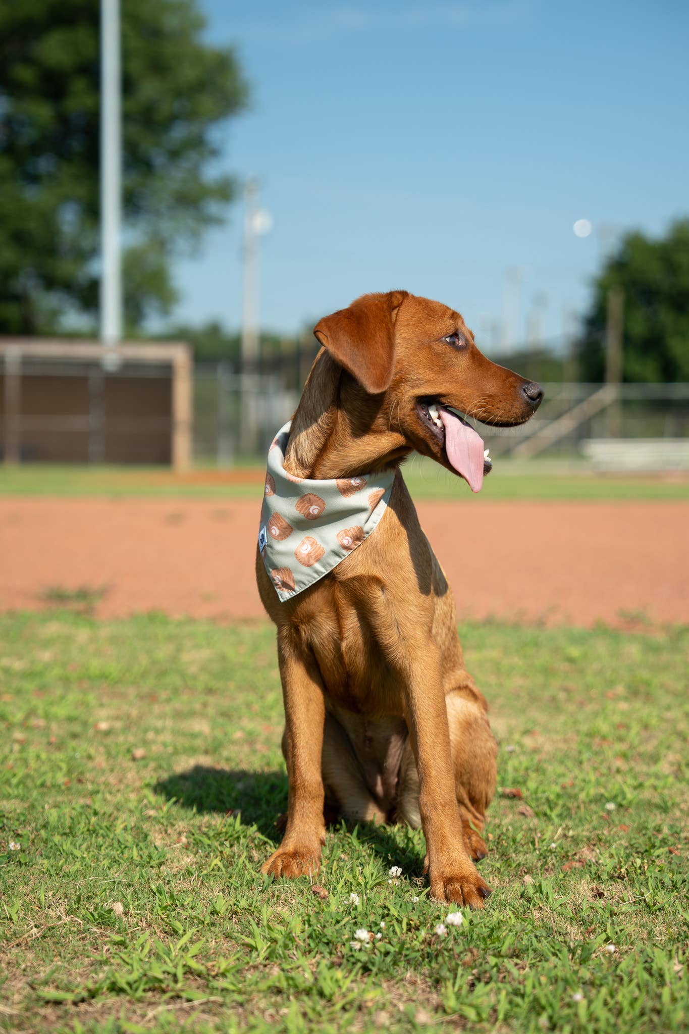 Football & Baseball Dog Bandana