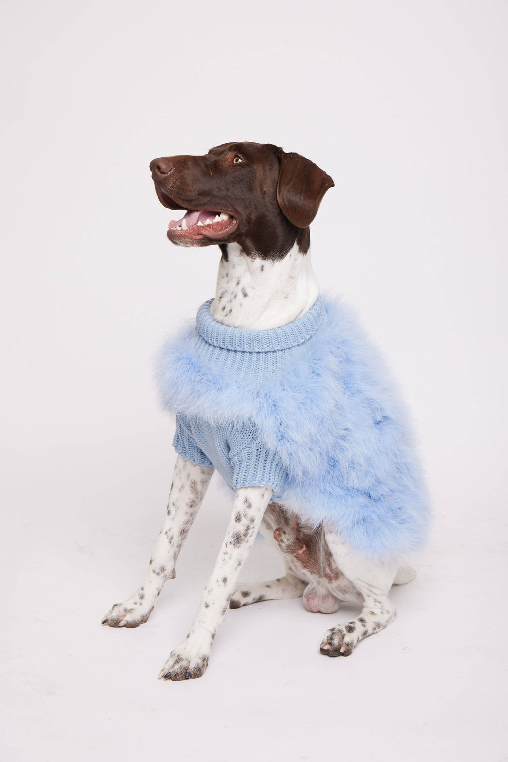 Christian Cowan x maxbone Jumper for Dogs: Mint / Large
