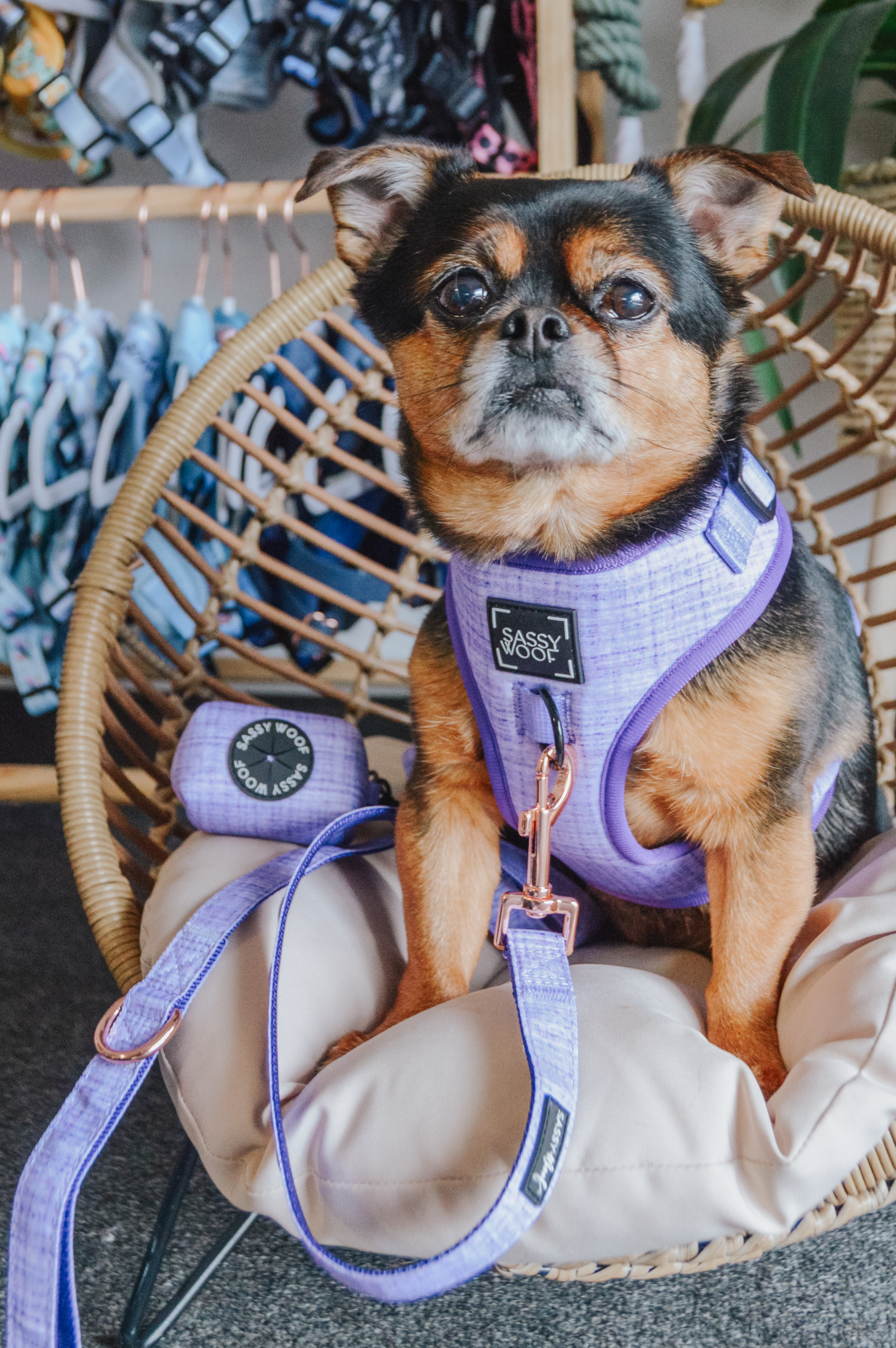 Dog Waste Bag Holder - Aurora