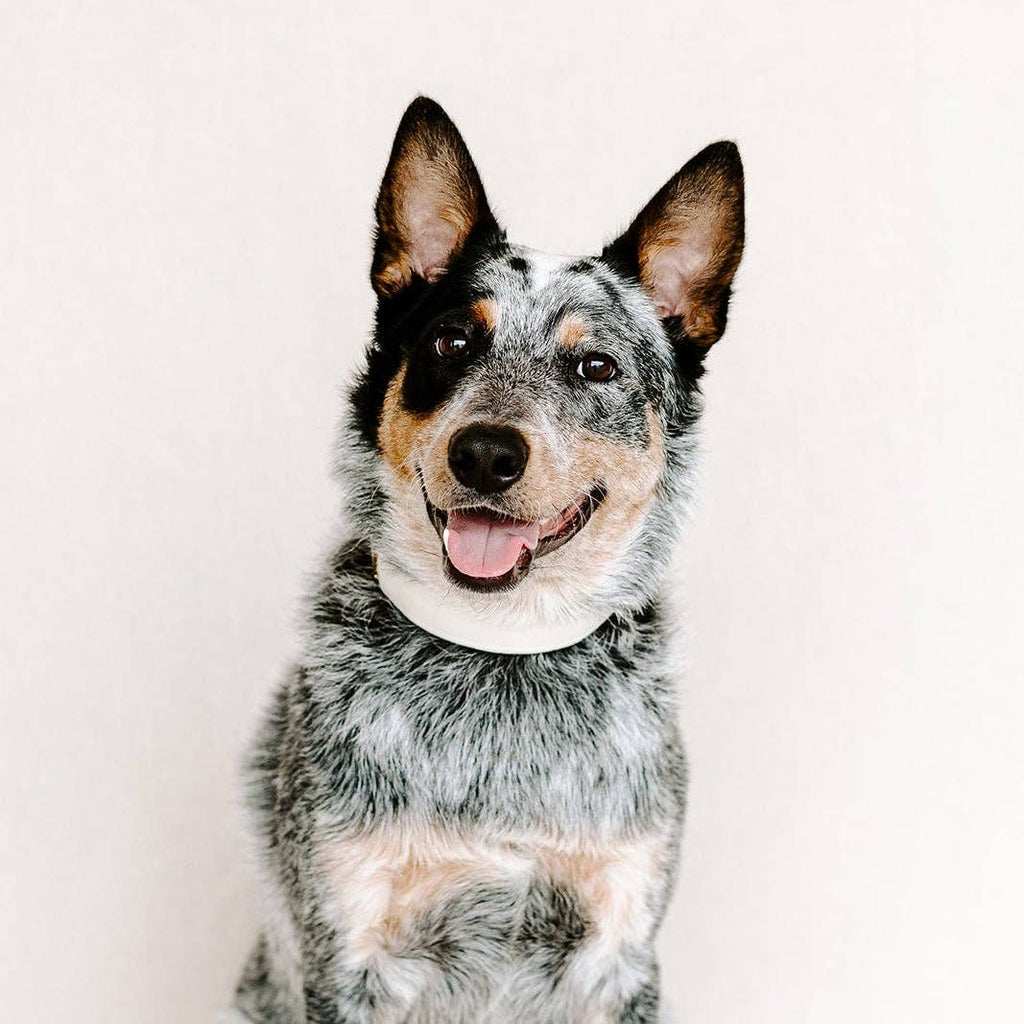 Ivory Velvet Dog Collar