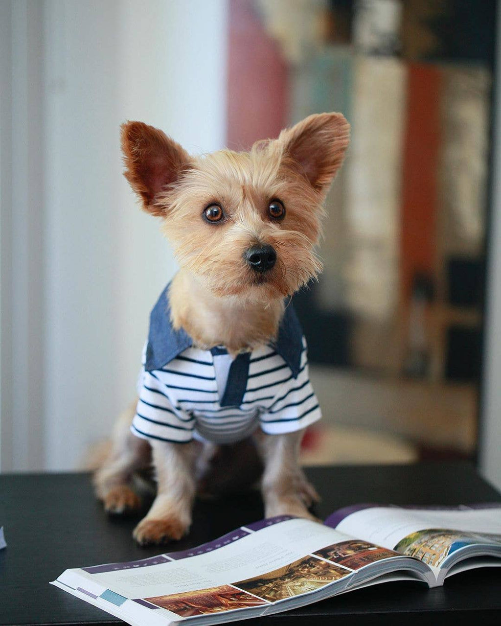 Preppy Boy Polo – Classic & Stylish Polo Shirt for Dogs