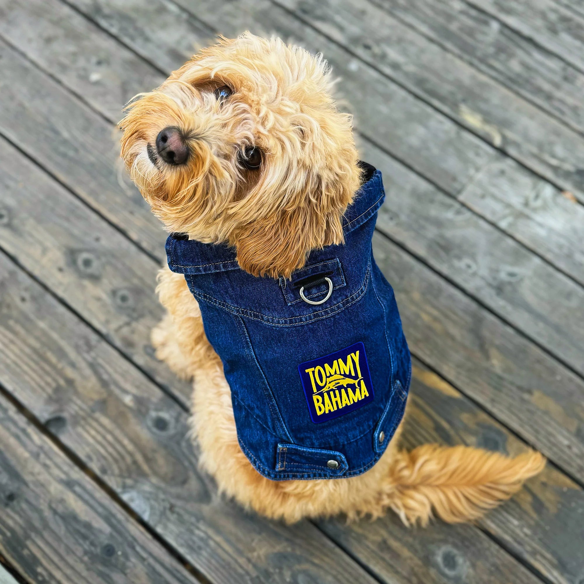 Tommy Bahama Denim Jacket and Harness
