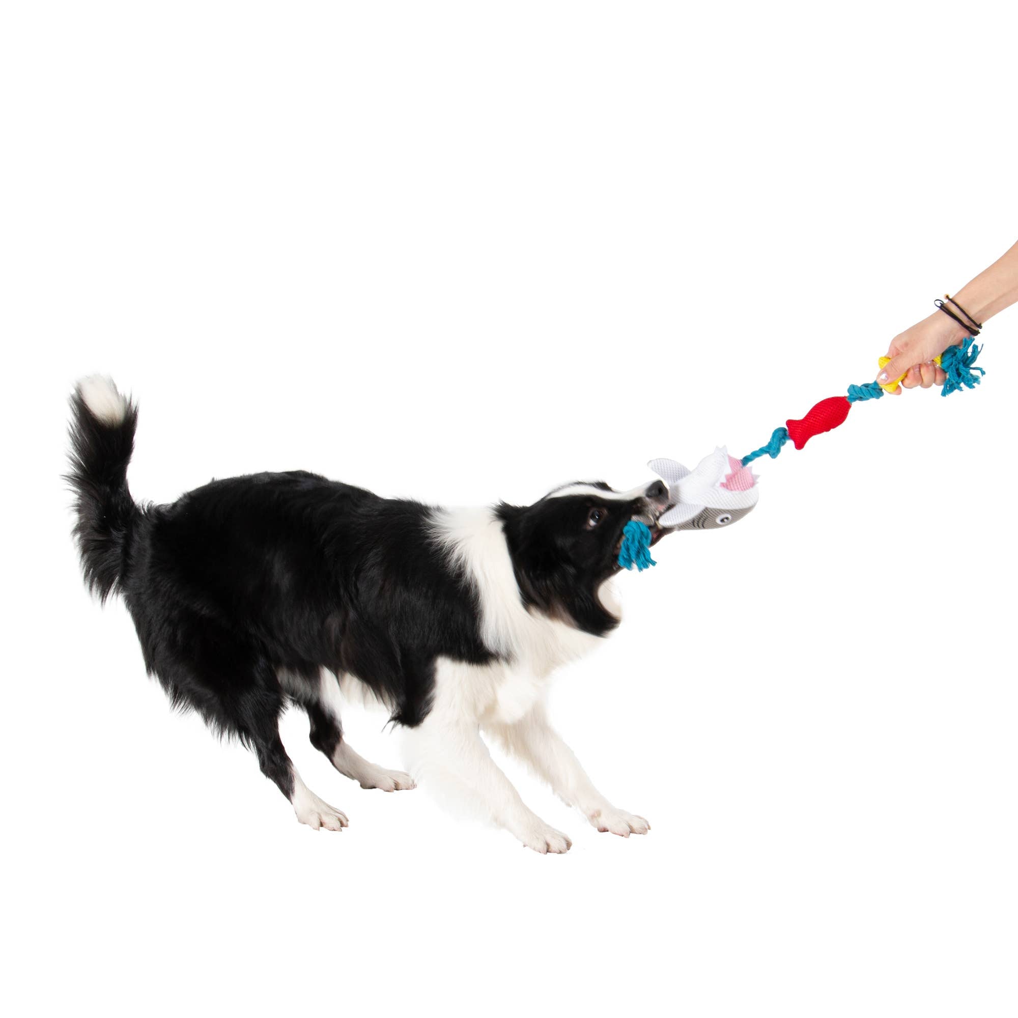 Territory Shark Floating Tug Toy for Dogs