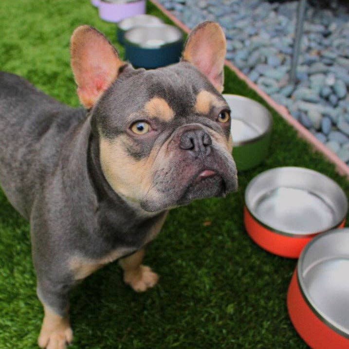 Stainless Steel Pet Food/Water Bowl - Dishwasher Safe