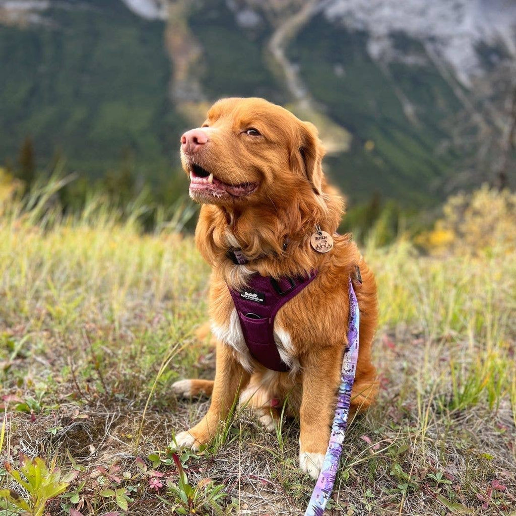 Summit All Terrain Harness