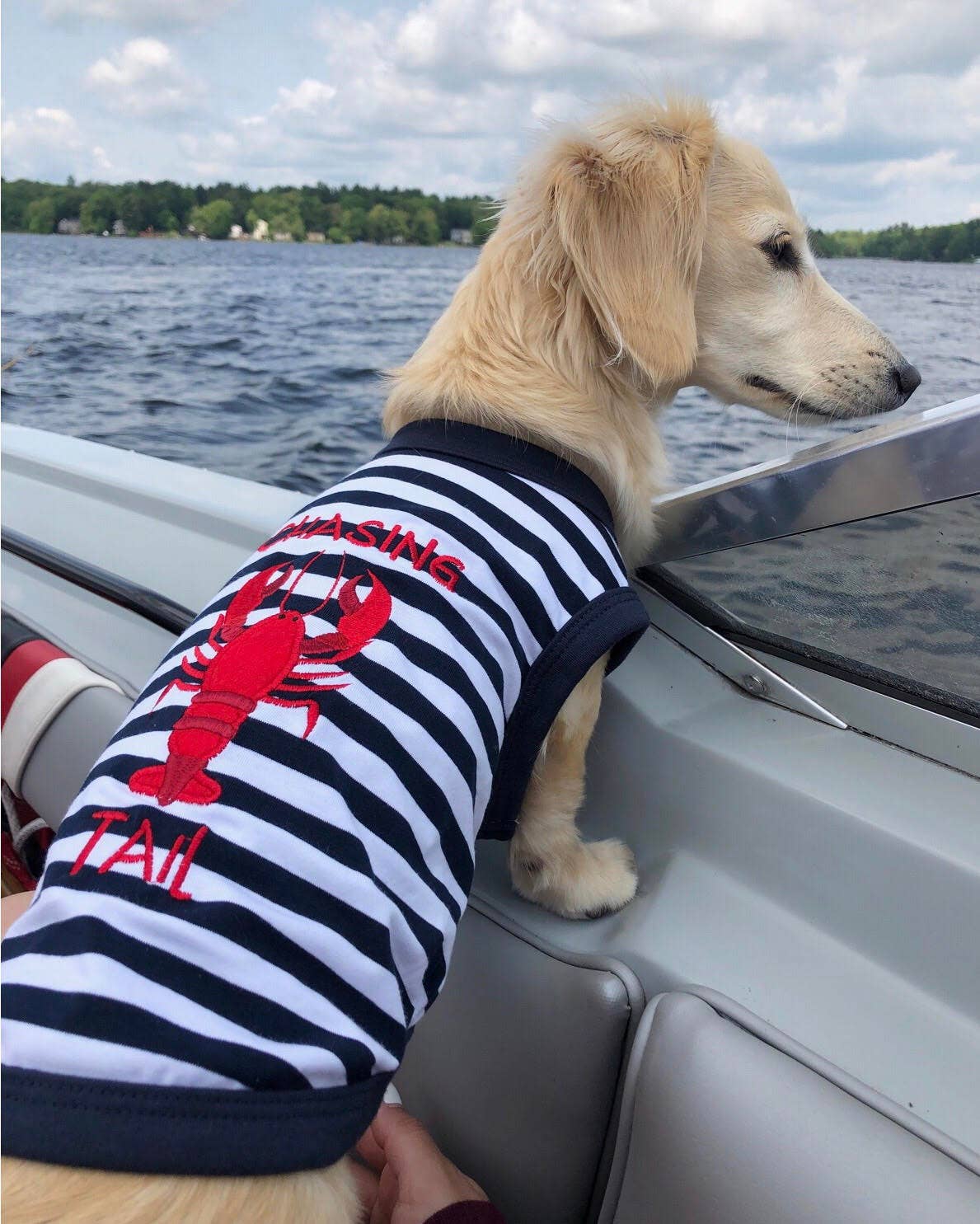 Lobster Chasing Tail Dog T-Shirt – Funny Shirt for Pets