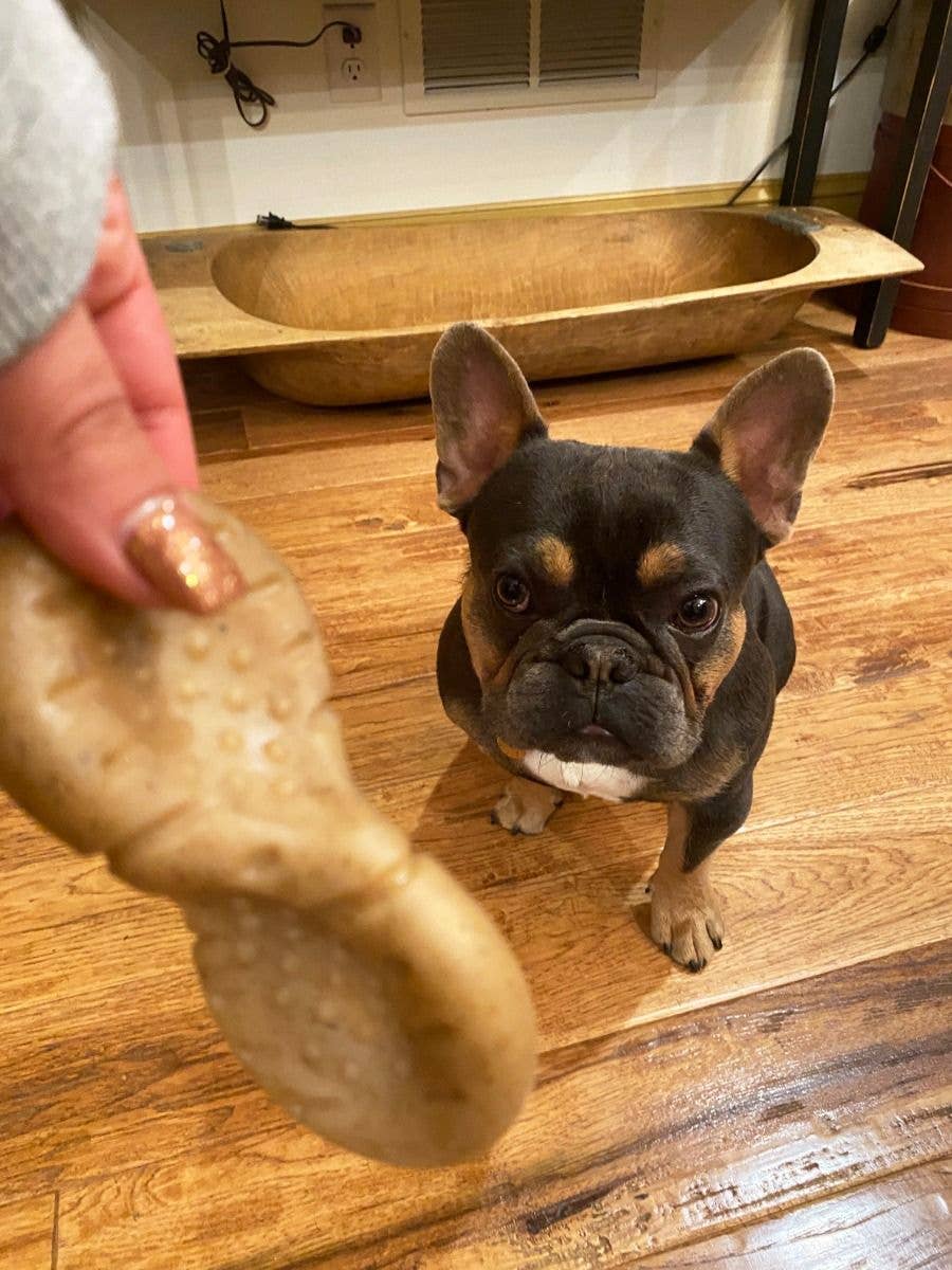 Rock 'n' Chew Dog Toy - Small