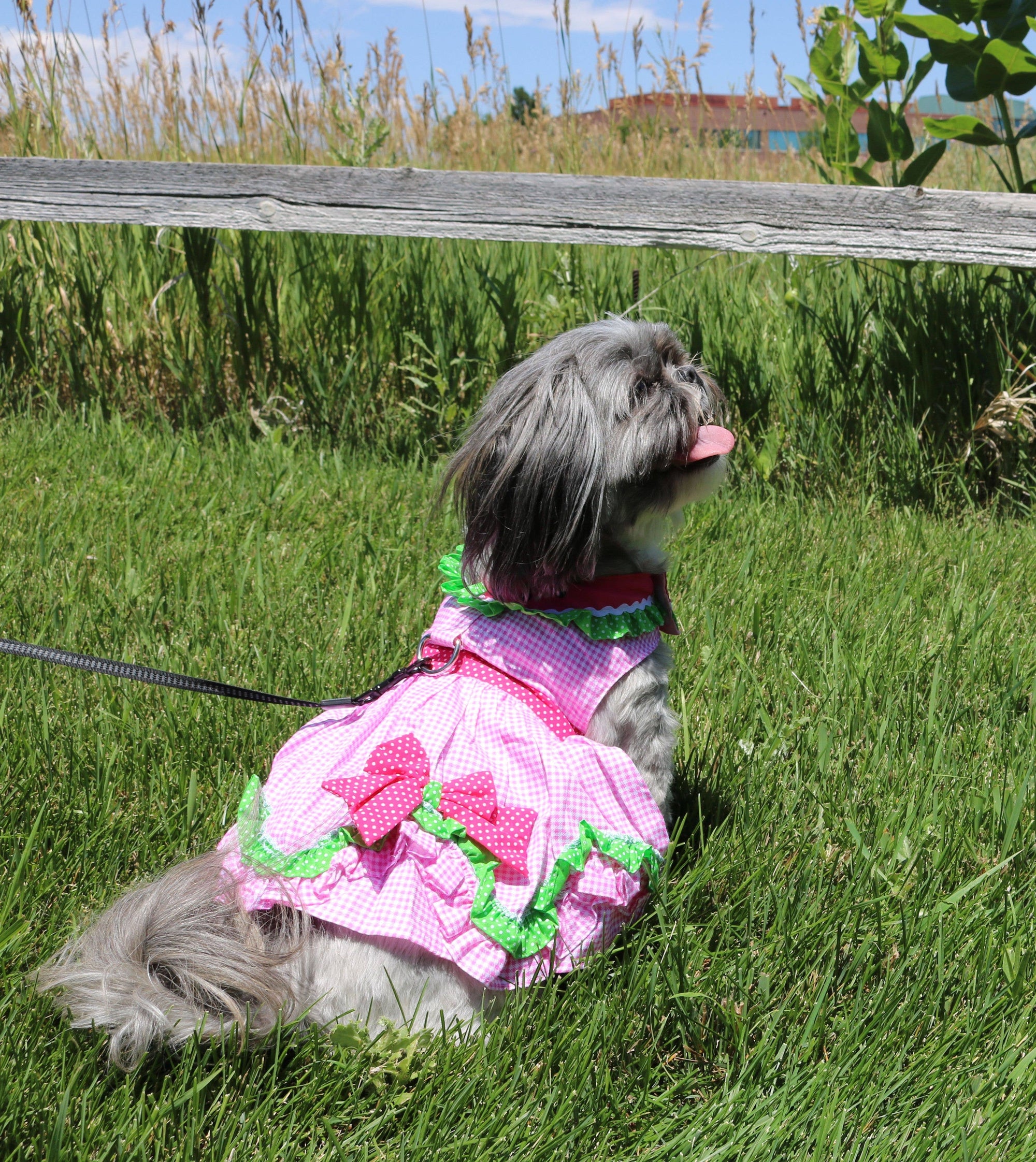Watermelon Dog Harness Dress w/ Matching Leash