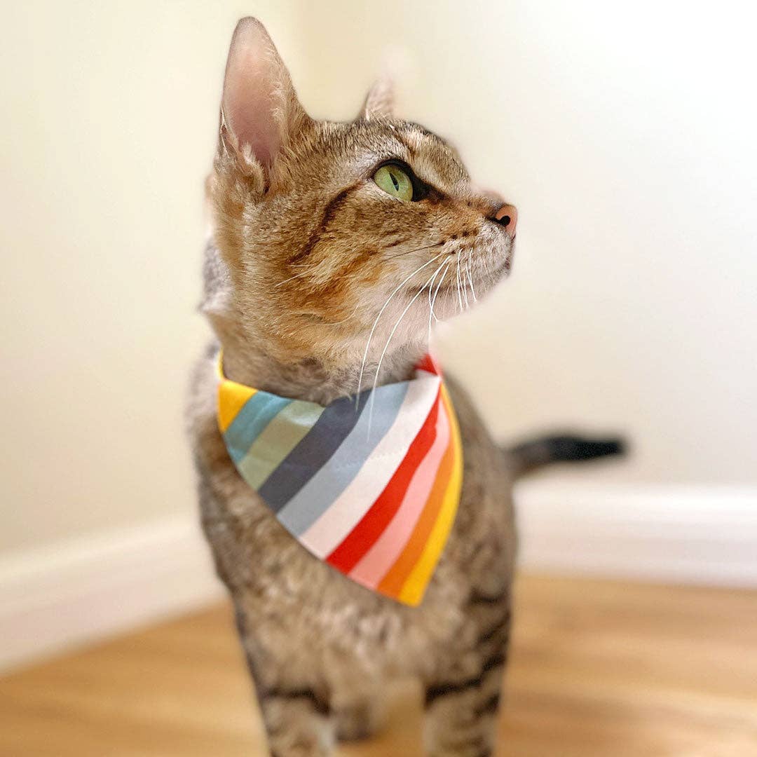 "Carousel" - Striped Rainbow Cat Collar