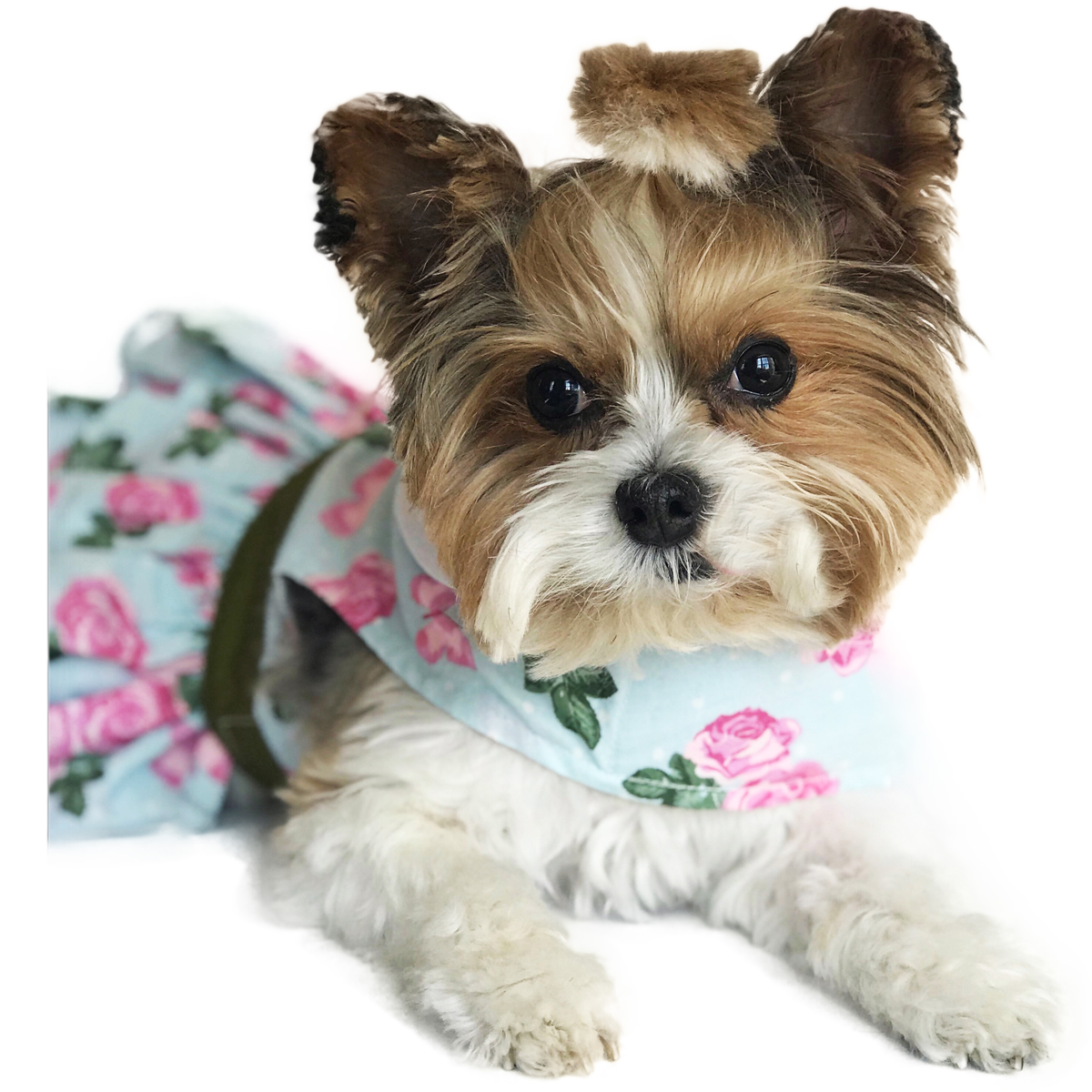 Pink Rose Dog Harness Dress w/ Matching Leash