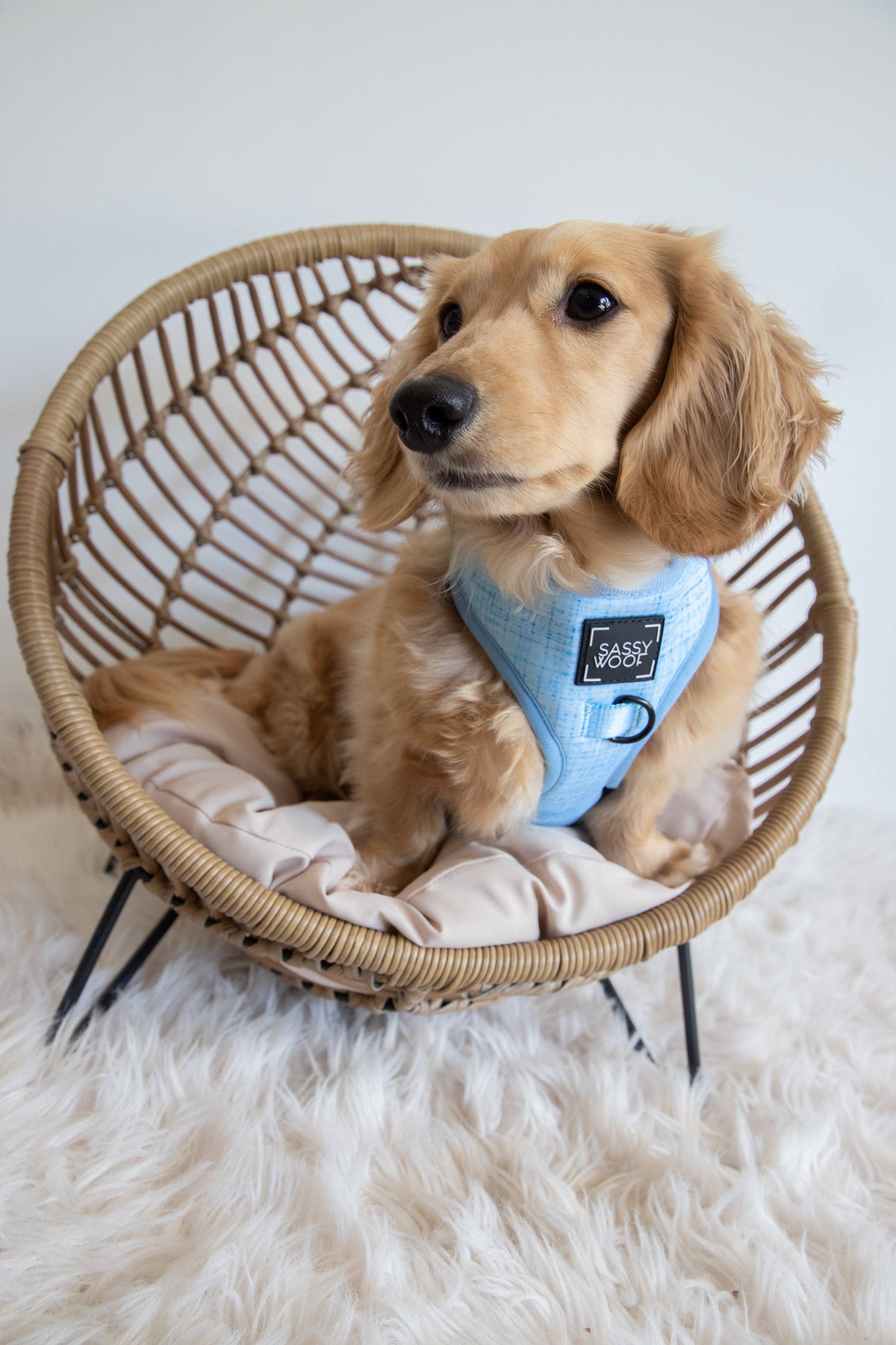 Dog Adjustable Harness - Blumond
