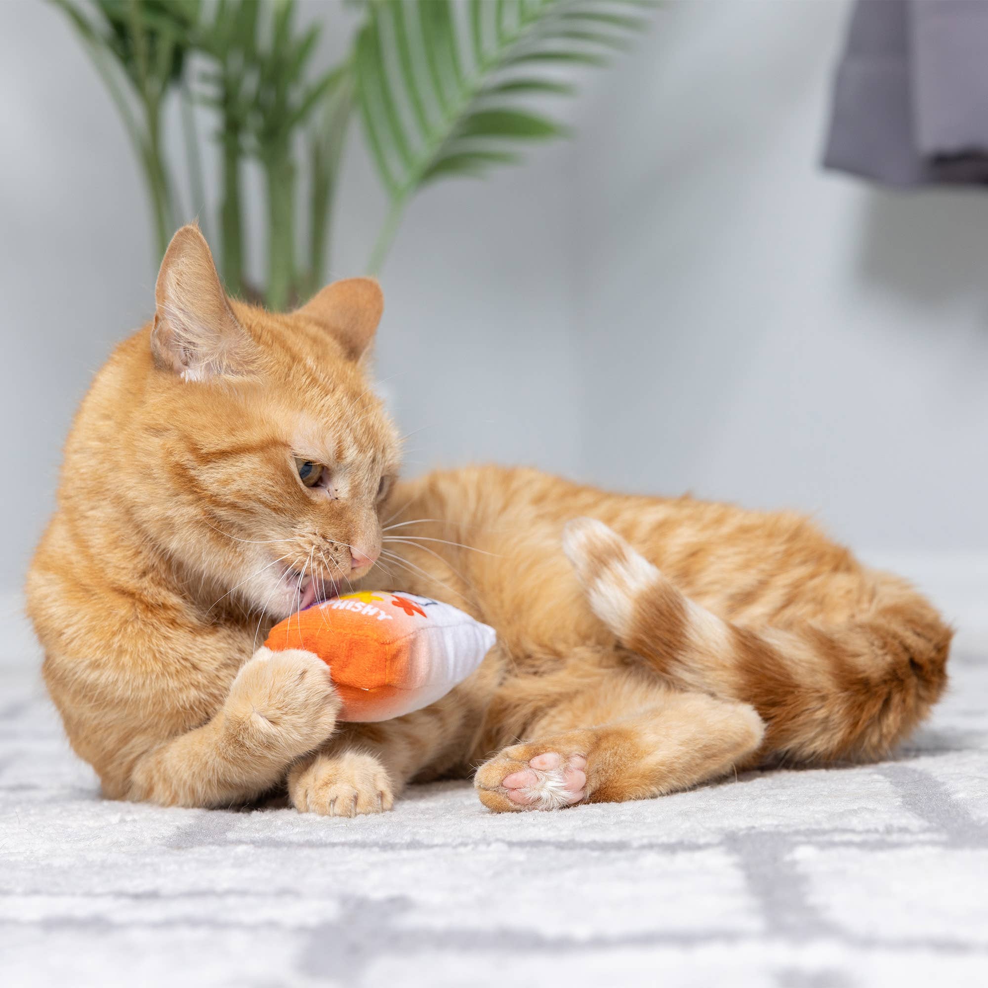 Go Fish Phishy For Cats