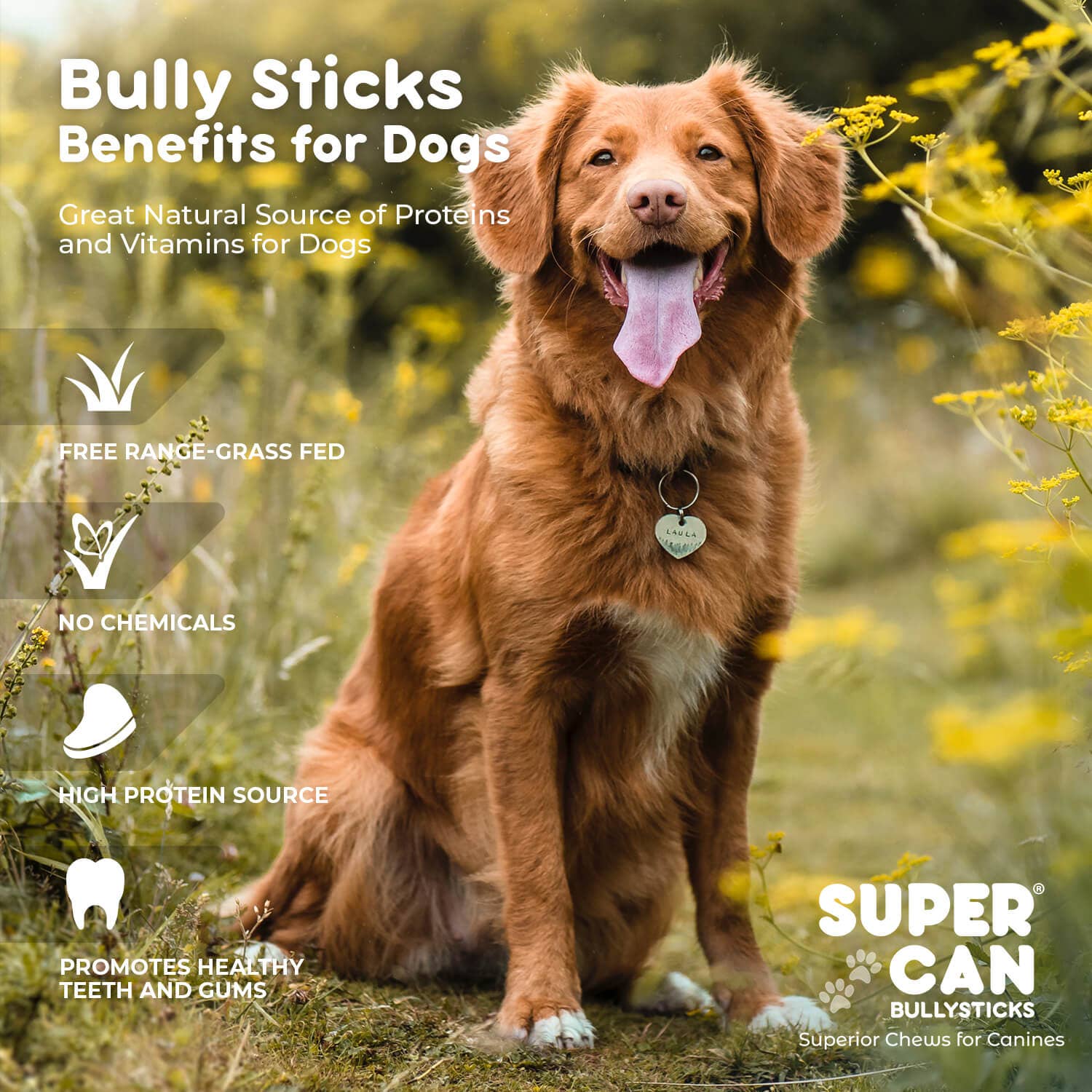 6" Standard Bully Sticks