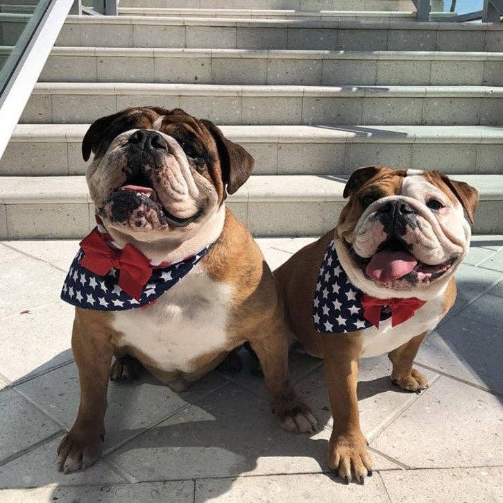 Flag Dog Bandana with White Stars on Navy